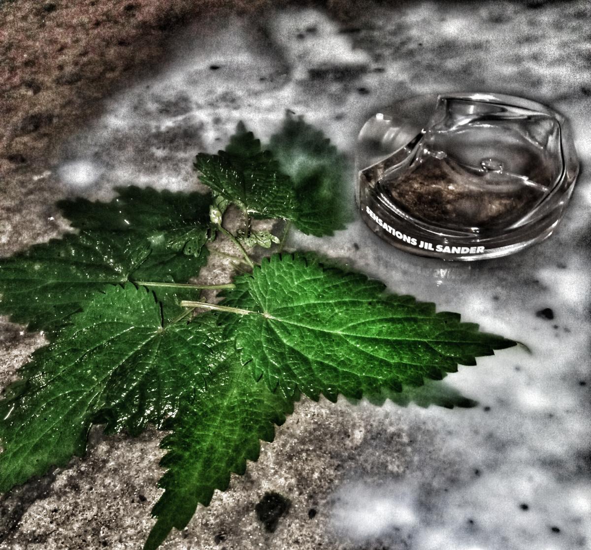 عطر ادکلن سنسیشنز جیل ساندر - Sensations Jil Sander - بررسی، قیمت و خرید