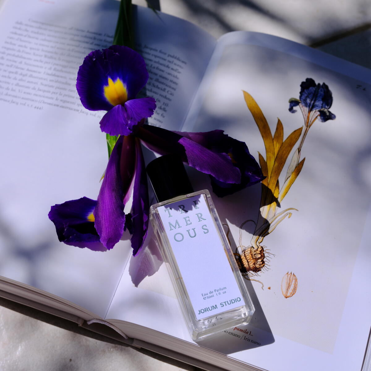 عطر ادکلن ترایمرس جورم استودیو - Trimerous Jorum Studio - بررسی، قیمت و خرید