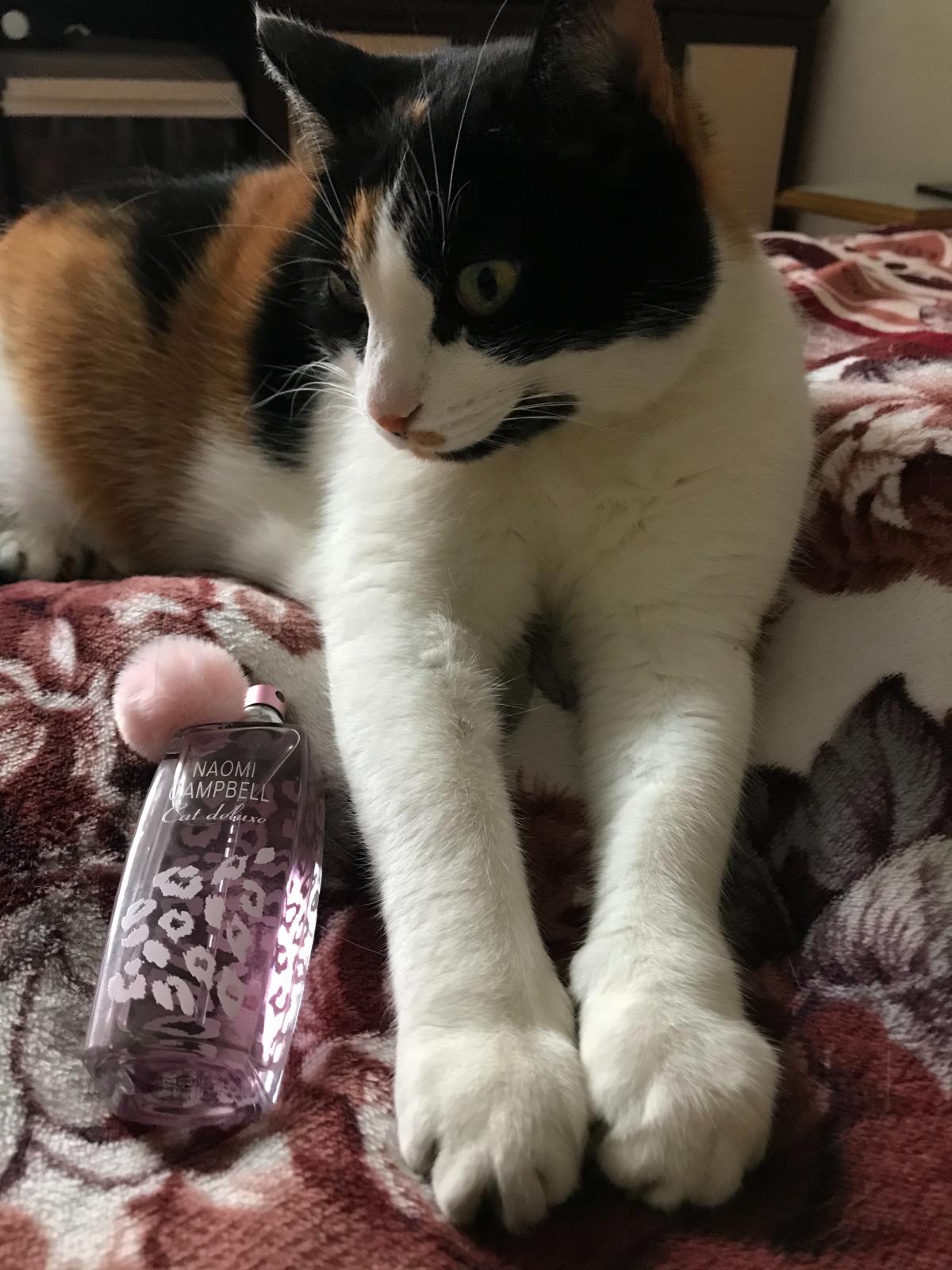 عطر ادکلن کت دلوکس نائومی کمپبل - Cat Deluxe Naomi Campbell - بررسی، قیمت و خرید