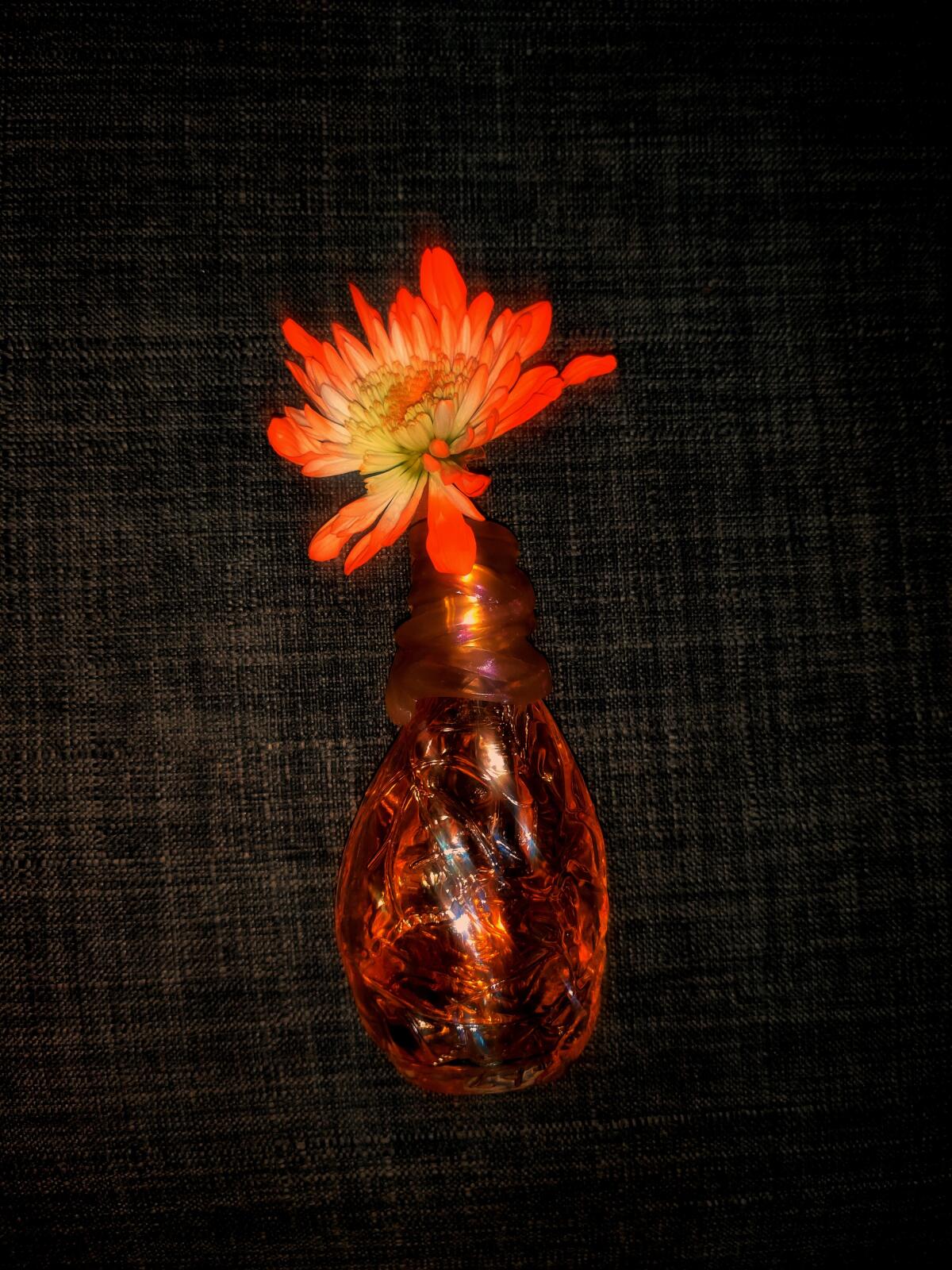 عطر ادکلن کاشایا کنزو - Kashaya Kenzo - بررسی، قیمت و خرید