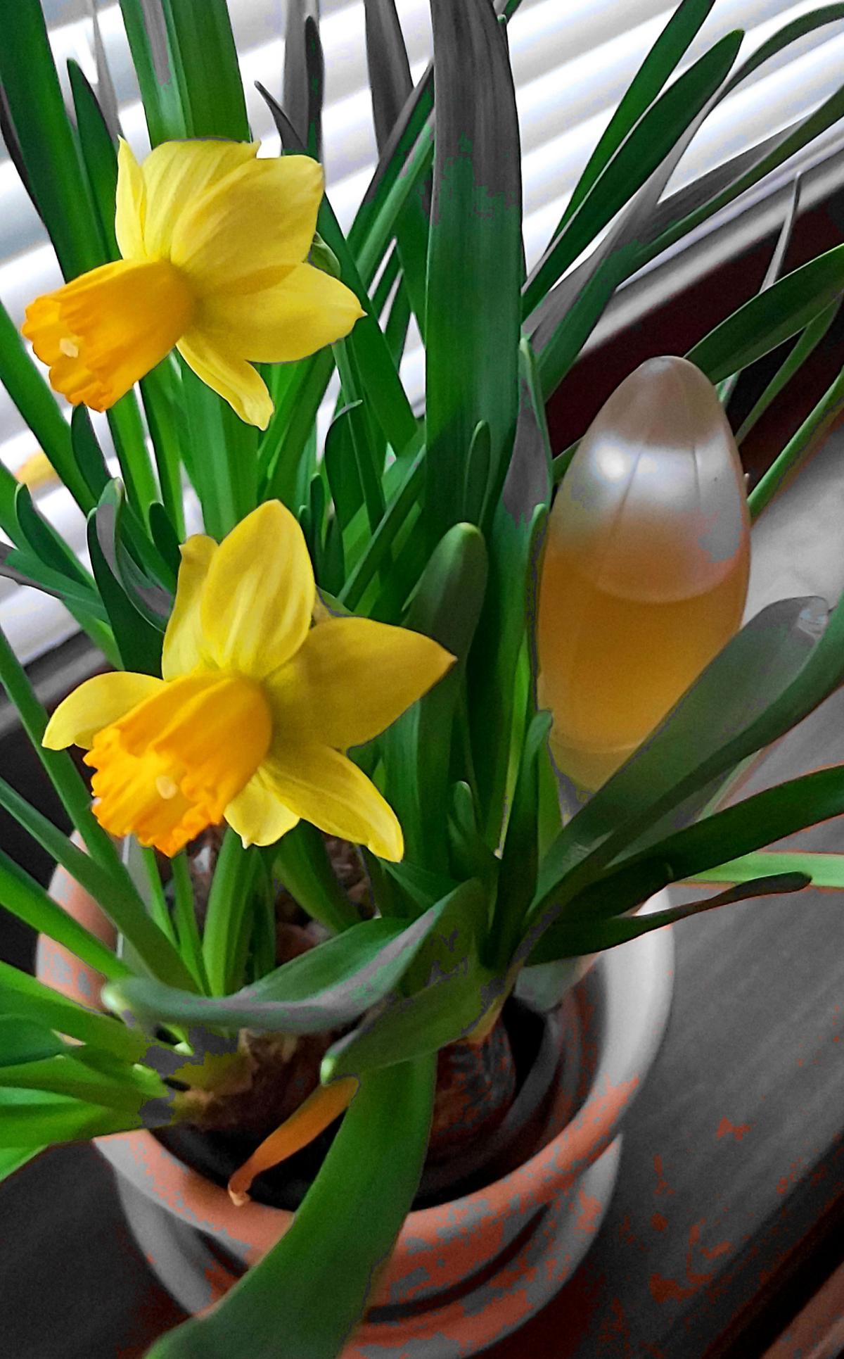 عطر ادکلن اورنج صحرا پوپا - Orange Sahara Pupa - بررسی، قیمت و خرید