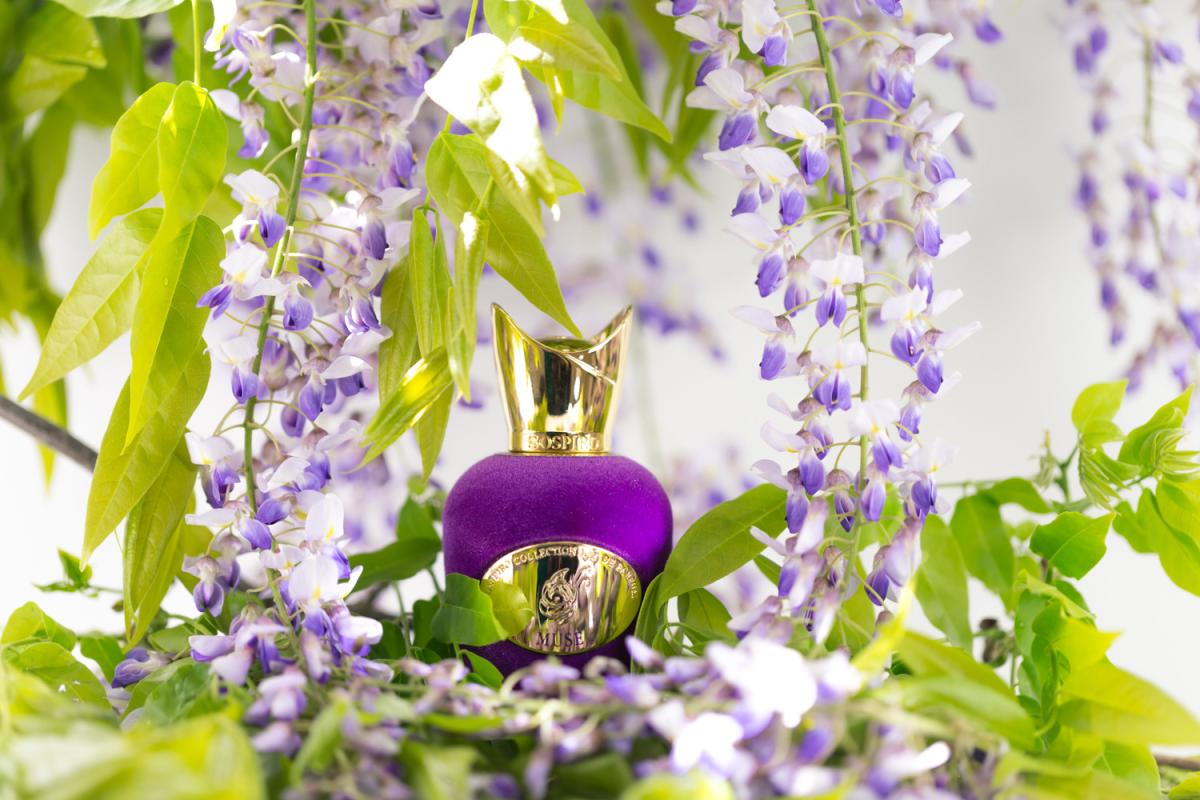 عطر ادکلن میوز سوسپیرو پرفیومز - Muse Sospiro Perfumes - بررسی، قیمت و خرید