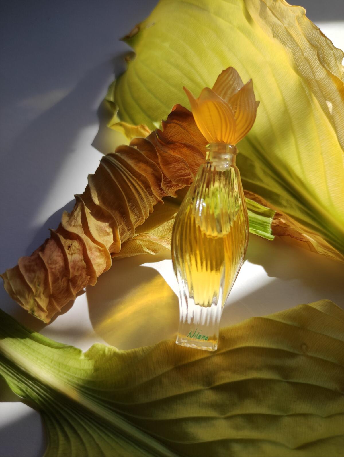 عطر ادکلن نیلانگ لالیک - Nilang Lalique - بررسی، قیمت و خرید