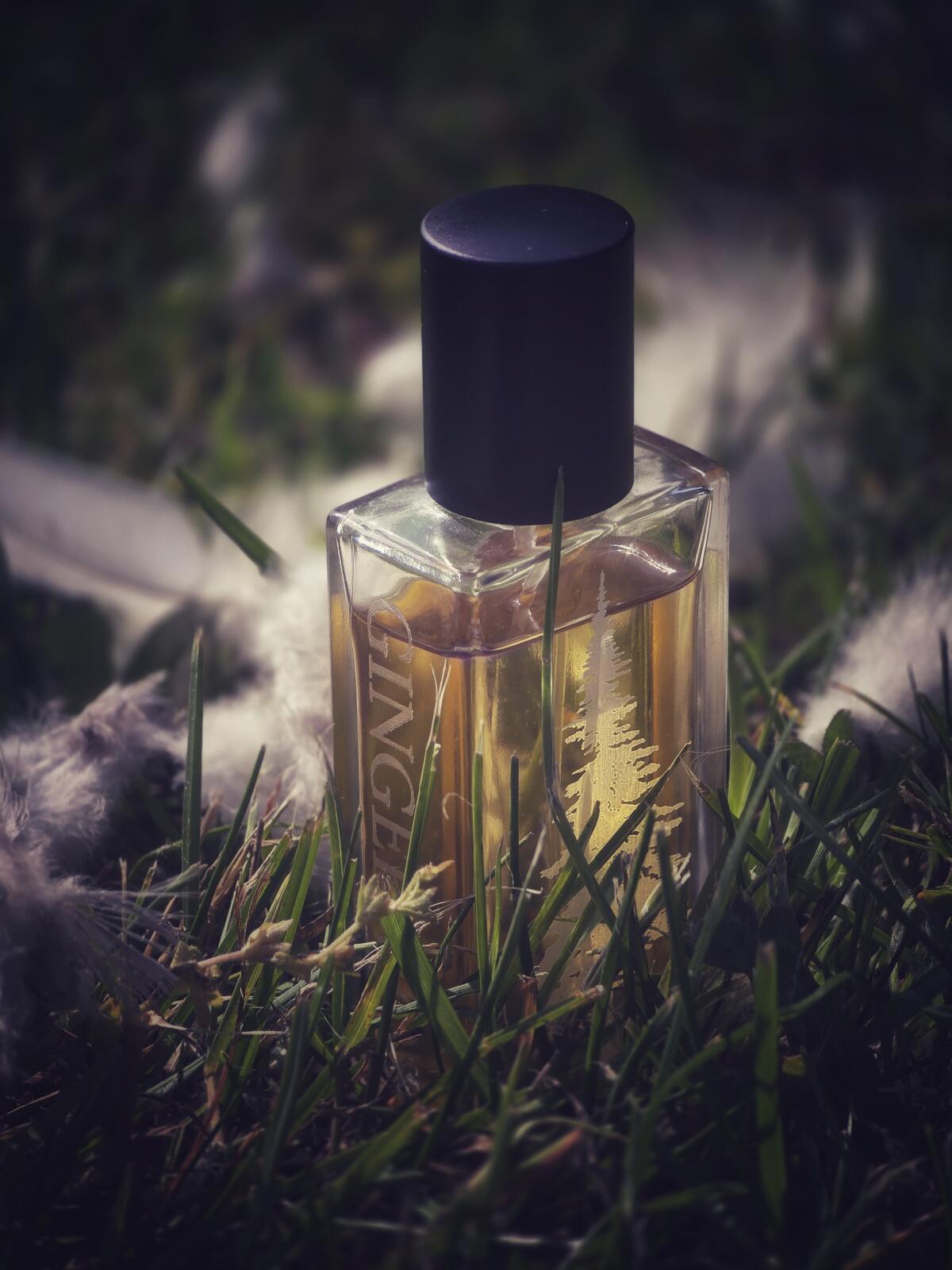 عطر ادکلن جینجرموس پاین‌ورد پرفیومز - Gingermoss Pineward Perfumes - بررسی، قیمت و خرید