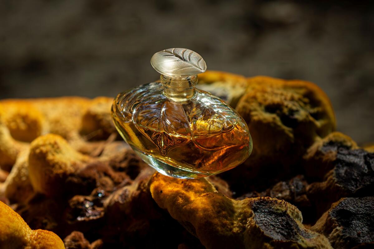 عطر ادکلن اِل لانچتی - Elle Lancetti - بررسی، قیمت و خرید