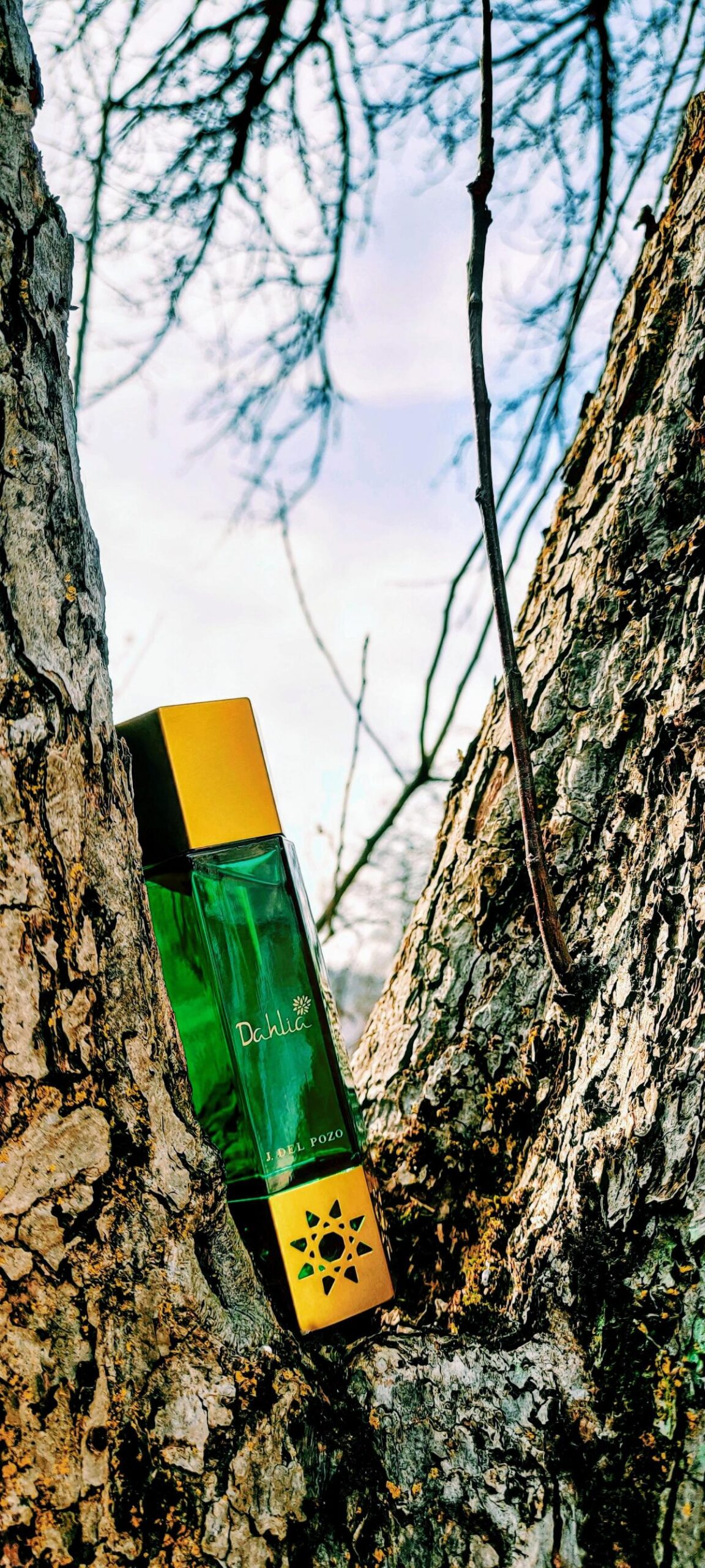 عطر ادکلن دزرت فلاورز داهلیا خسوس دل پوزو - Desert Flowers Dahlia Jesus Del Pozo - بررسی، قیمت و خرید