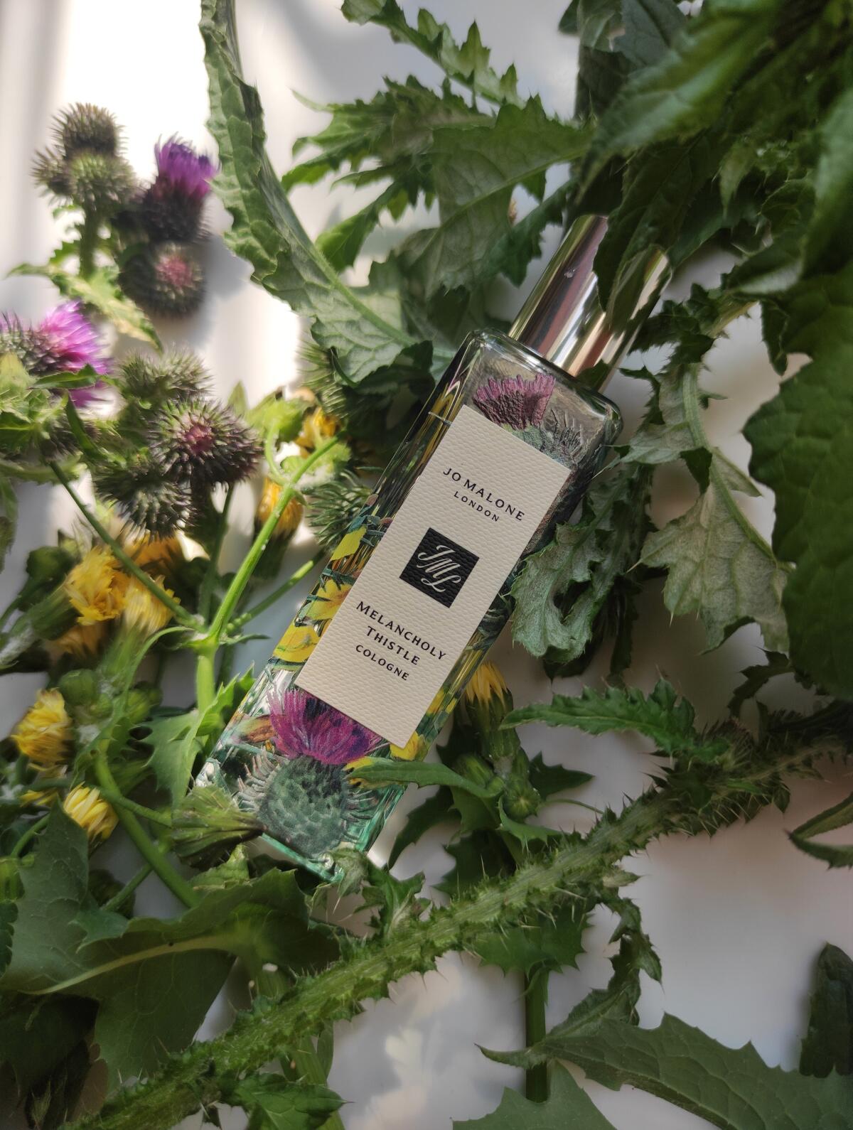 عطر ادکلن ملانکولی تیستل جو مالون لندن - Melancholy Thistle Jo Malone London - بررسی، قیمت و خرید