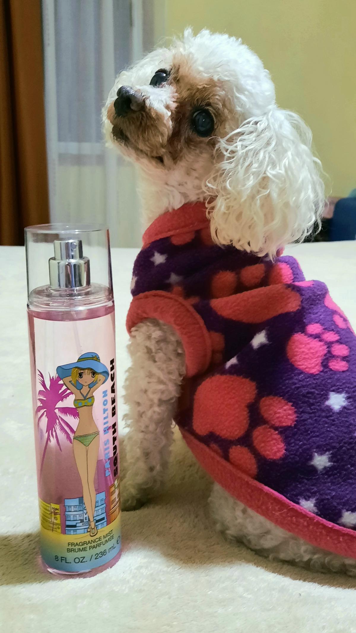 عطر ادکلن پسپورت ساوت بیچ پاریس هیلتون - Passport South Beach Paris Hilton - بررسی، قیمت و خرید