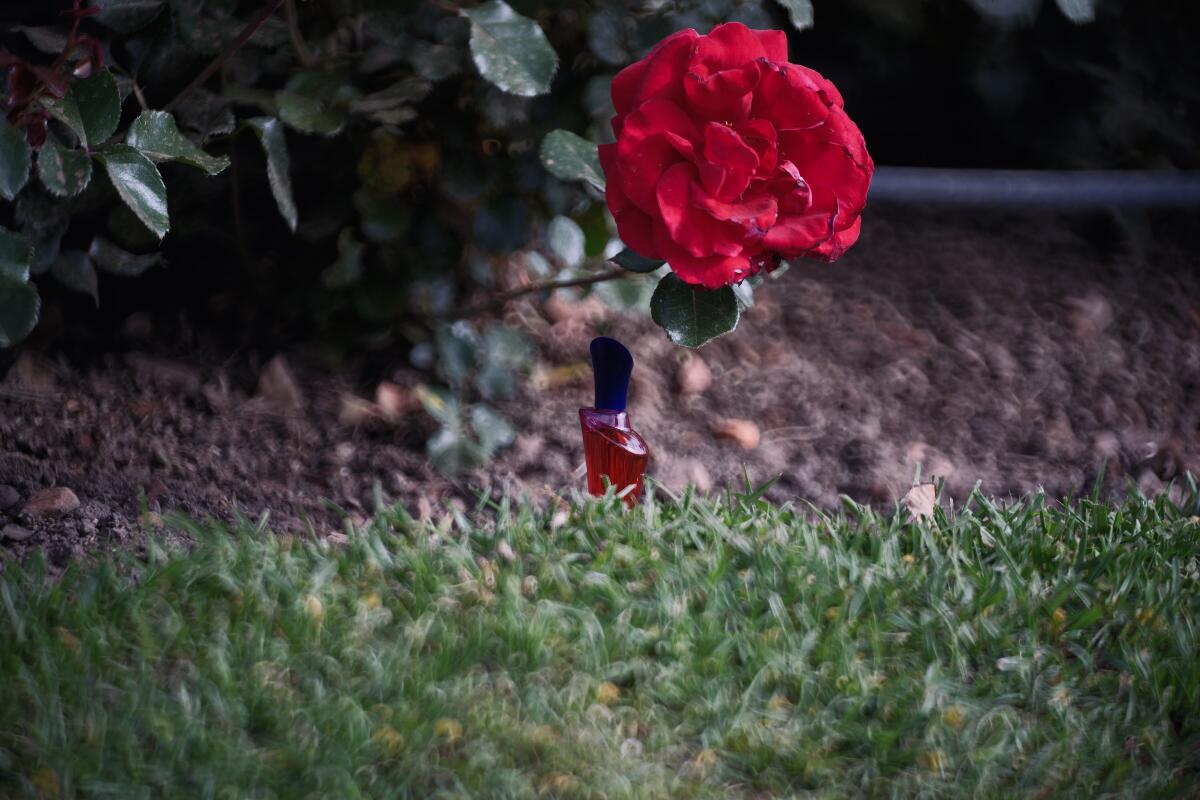 عطر ادکلن رز بای کاردن پیر کاردین - Rose by Cardin Pierre Cardin - بررسی، قیمت و خرید