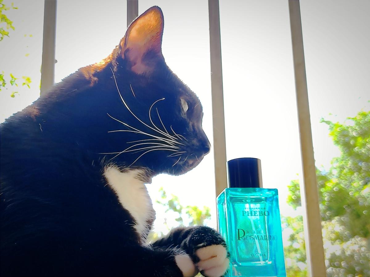 عطر ادکلن آگوا د روسمارینو فیبو - Água de Rosmarino Phebo - بررسی، قیمت و خرید