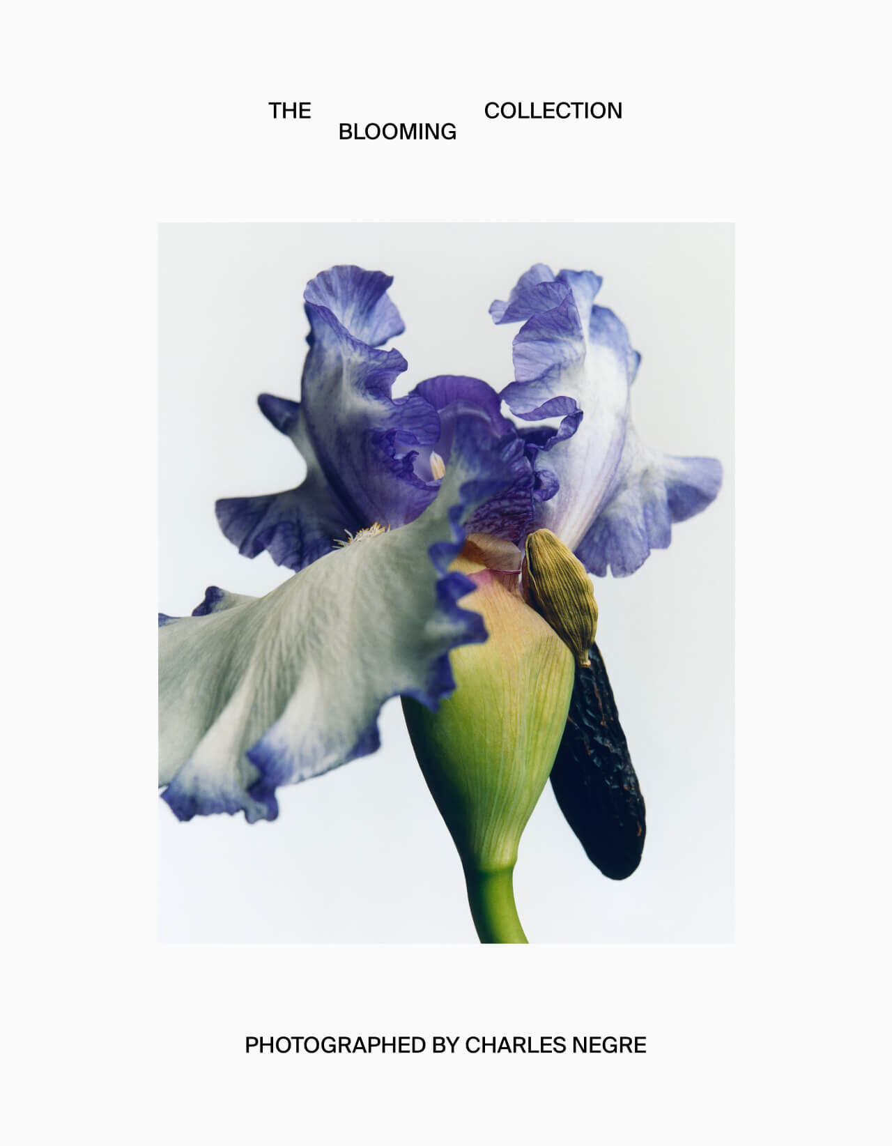 عطر ادکلن ایریزیستیبل آیریس ماسیمو دوتی - Irresistible Iris Massimo Dutti - بررسی، قیمت و خرید