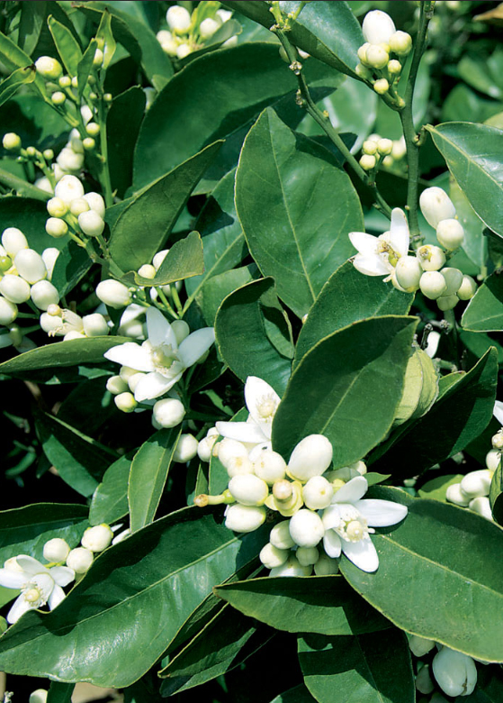 عطر ادکلن نرولی لربولاریو - Neroli L'Erbolario - بررسی، قیمت و خرید