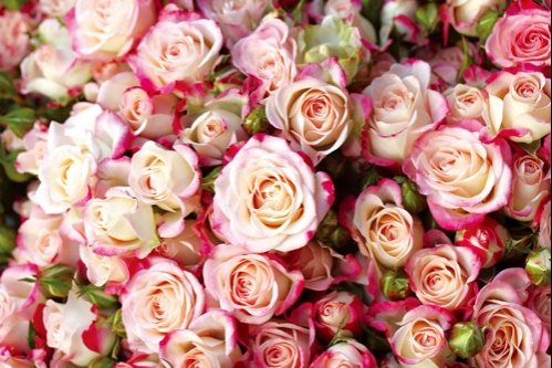 عطر ادکلن رزس ات رینس جاردن سکرت لوکسیتان - Roses et Reines Jardin Secret L'Occitane en Provence - بررسی، قیمت و خرید