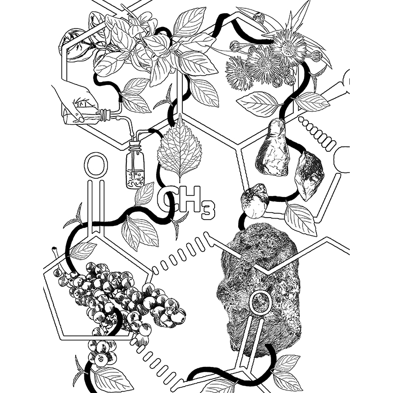 عطر ادکلن امبرگرین اولیور اند کو - Ambergreen Oliver & Co. - بررسی، قیمت و خرید
