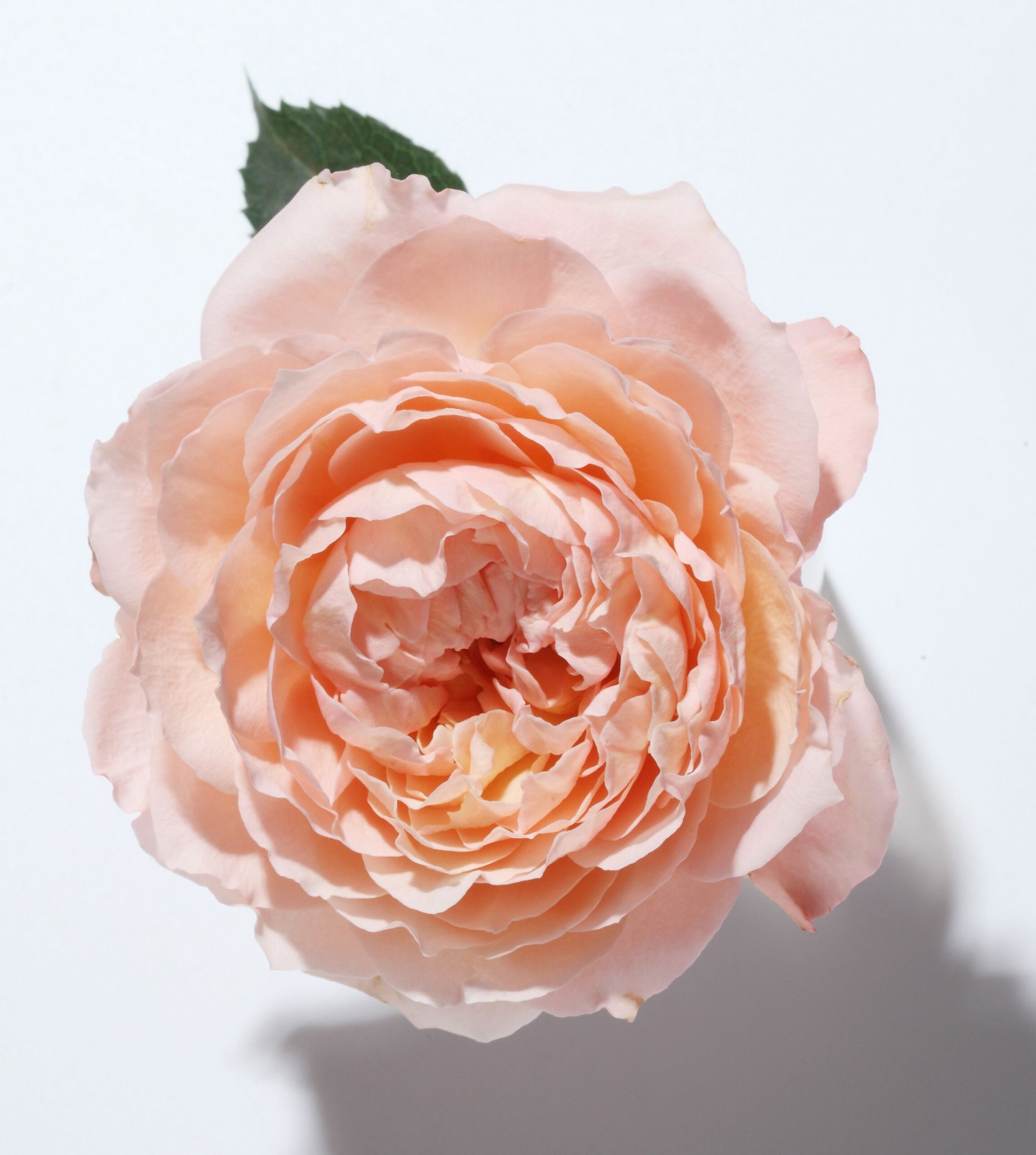 عطر ادکلن لالیک د لالیک پیوین کریستال ادیشن ۲۰۲۱ لالیک - Lalique de Lalique Pivoine Crystal Edition 2021 Lalique - بررسی، قیمت و خرید