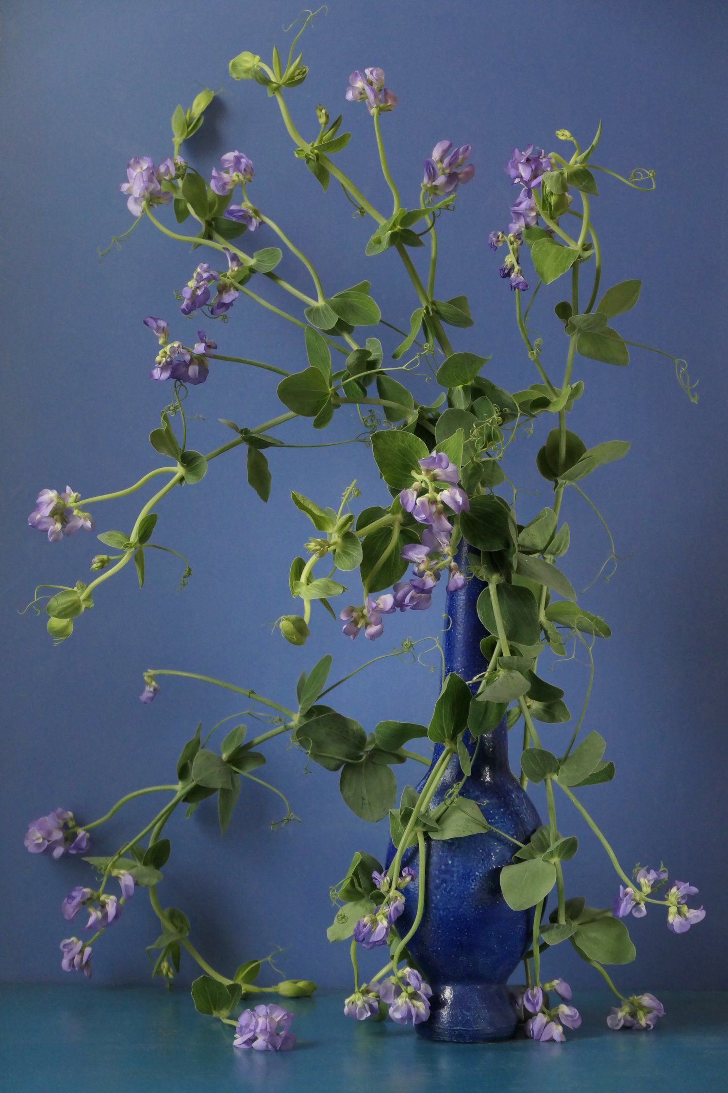 عطر ادکلن اود دکان رژیم د فلور - Oud Dukhan Régime des Fleurs - بررسی، قیمت و خرید