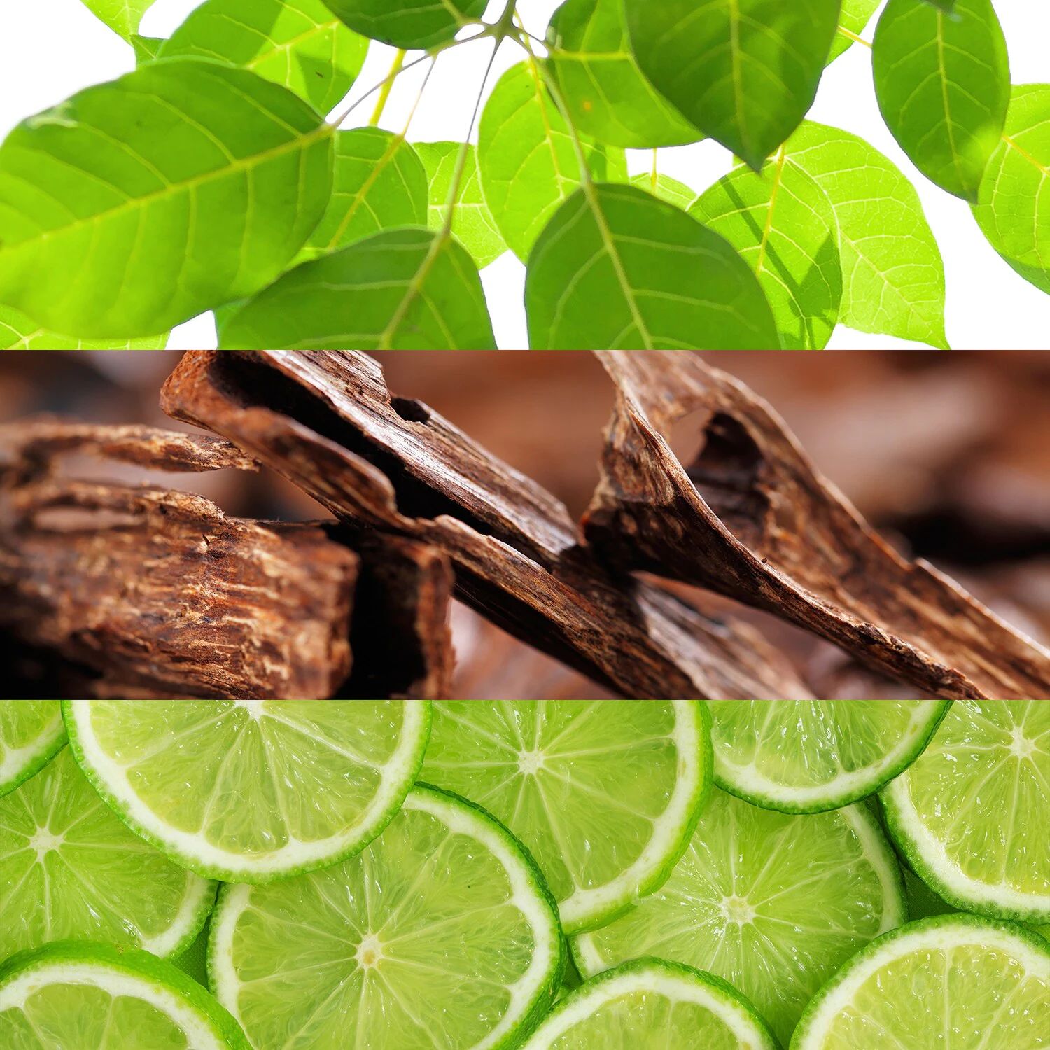 عطر ادکلن لاکوست لایو لاکوست فراگرنسز - Lacoste L!ive Lacoste Fragrances - بررسی، قیمت و خرید