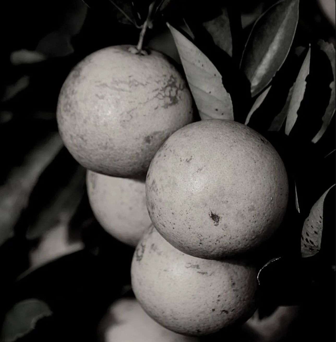 عطر ادکلن جیز مالو - Jiz Mallo - بررسی، قیمت و خرید