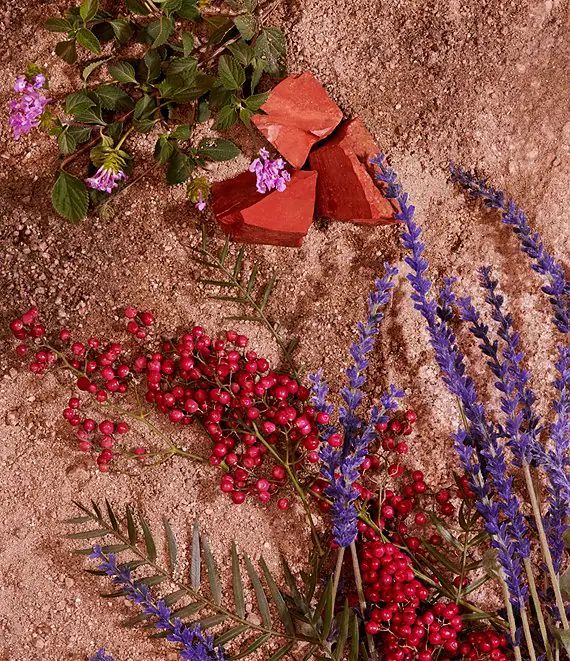 عطر ادکلن دیزی او سو فرش پارادایس لیمیتد ادیشن او د تویلت مارک جی کِبز - Daisy Eau So Fresh Paradise Limited Edition Eau de Toilette Marc Jacobs - بررسی، قیمت و خرید