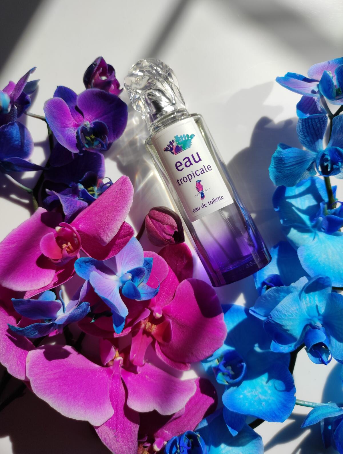 عطر ادکلن او تروپیکال سیسلی - Eau Tropicale Sisley - بررسی، قیمت و خرید