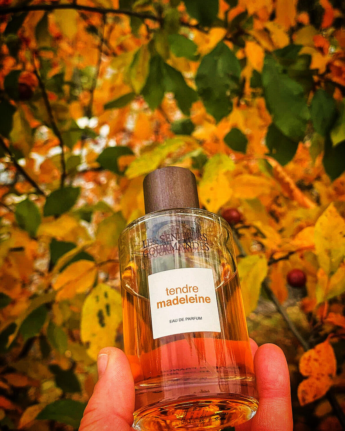 عطر ادکلن تندر مادلین له سنتر گورماند - Tendre Madeleine Les Senteurs Gourmandes - بررسی، قیمت و خرید