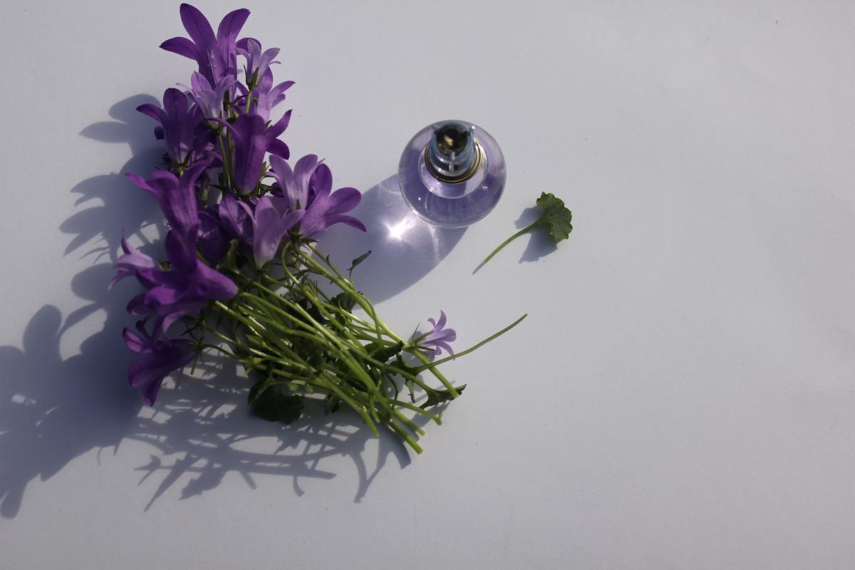 عطر ادکلن اکلت د آرپژ پرلز لانوان - Eclat d'Arpege Perles Lanvin - بررسی، قیمت و خرید