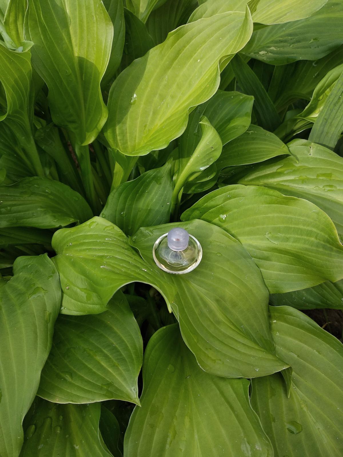 عطر ادکلن وولاره ویستریا اوریفلیم - Volare Wisteria Oriflame - بررسی، قیمت و خرید