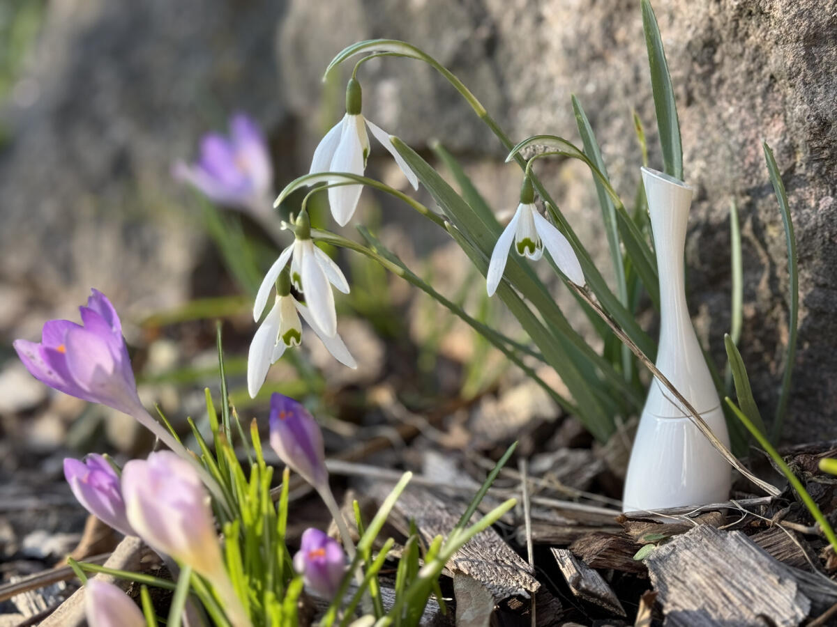 عطر ادکلن کنزو آمور کنزو - Kenzo Amour Kenzo - بررسی، قیمت و خرید