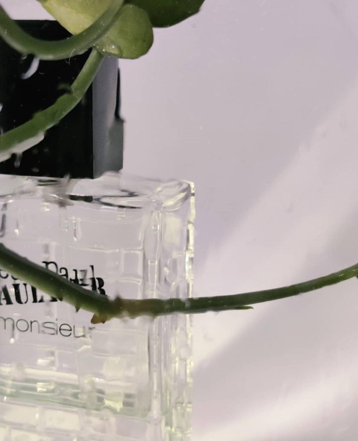 عطر ادکلن موسیو او دو متین ژان پل گوتیه - Monsieur Eau du Matin Jean Paul Gaultier - بررسی، قیمت و خرید