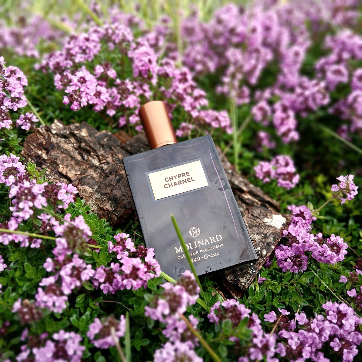 عطر ادکلن چیپر شارنل مولینارد - Chypre Charnel Molinard - بررسی، قیمت و خرید