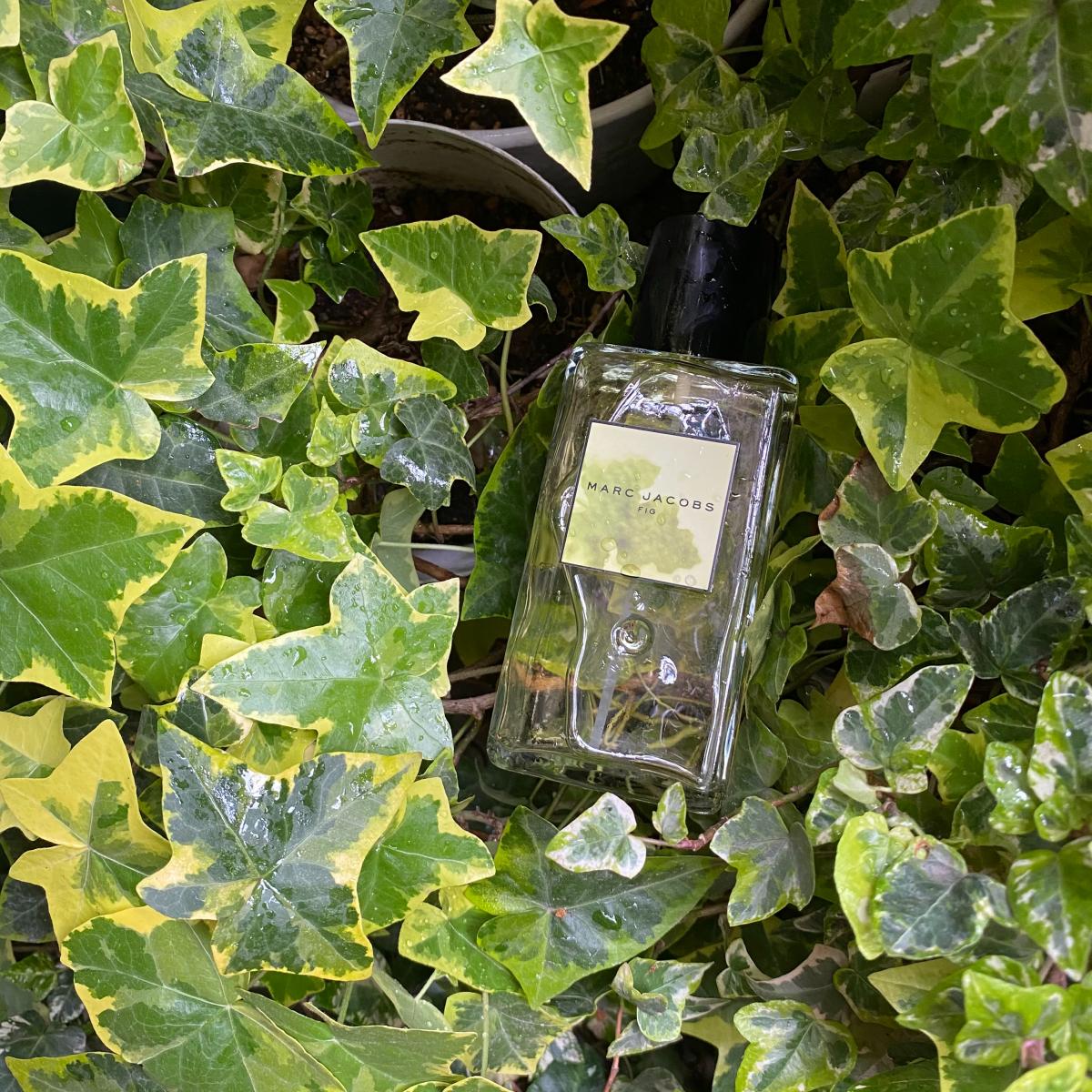 عطر ادکلن مارک جاکوبز اسپلاش فیگ مارک جیکوبز - Marc Jacobs Splash Fig Marc Jacobs - بررسی، قیمت و خرید