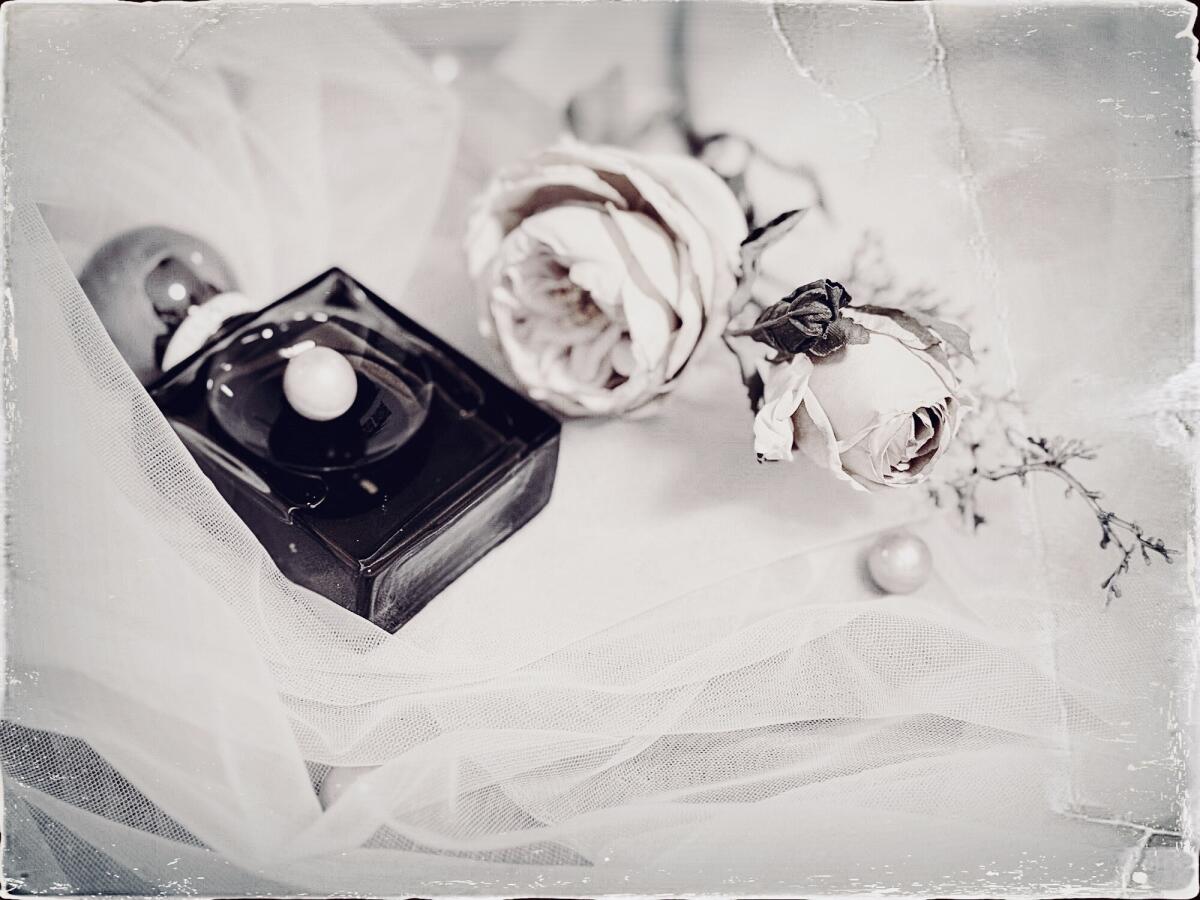 عطر ادکلن لا میا پرلا نرا لا پرلا - La Mia Perla Nera La Perla - بررسی، قیمت و خرید