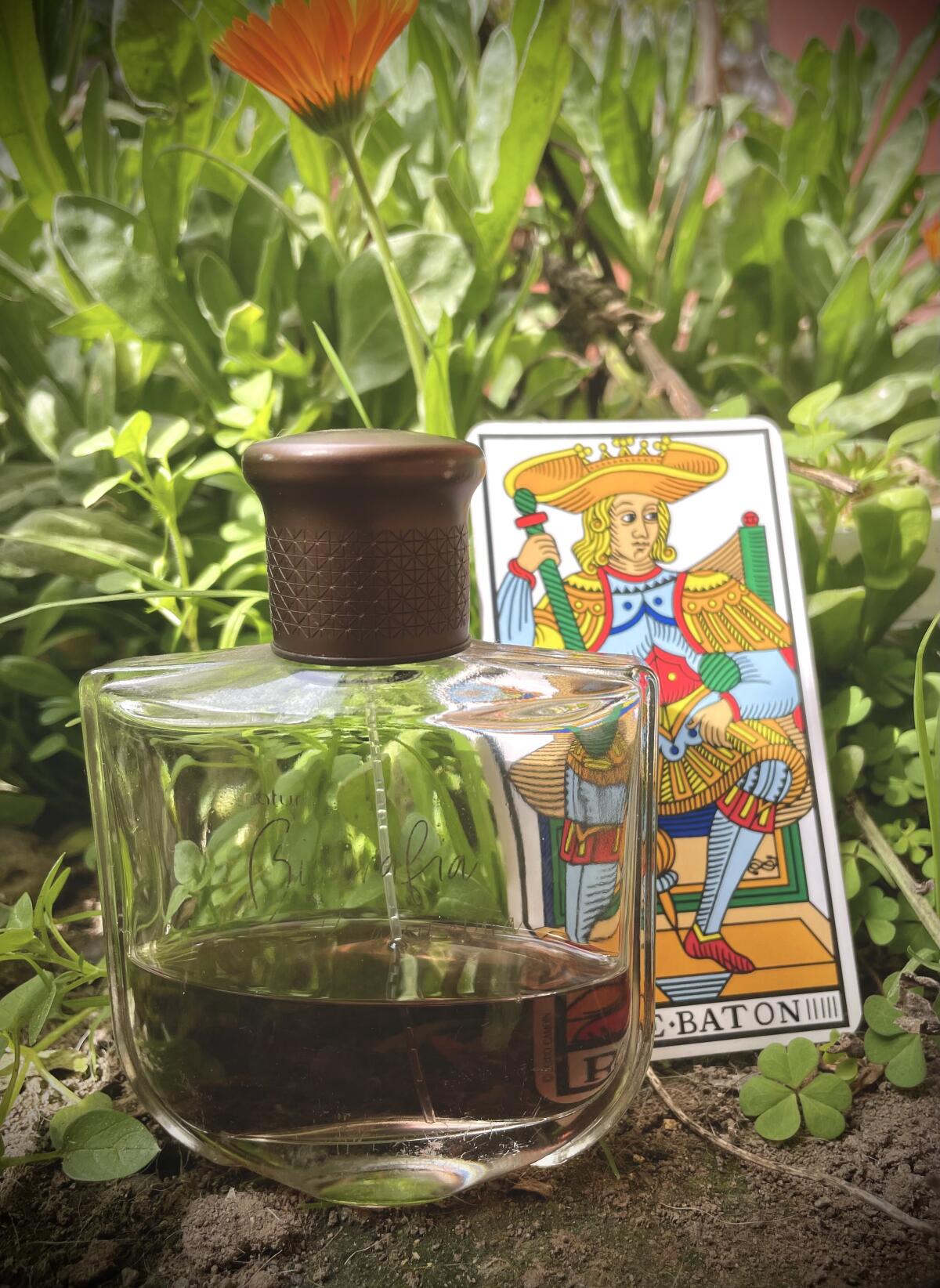 عطر ادکلن بیوگرافیا اسیناتورا ناتورا - Biografia Assinatura Natura - بررسی، قیمت و خرید