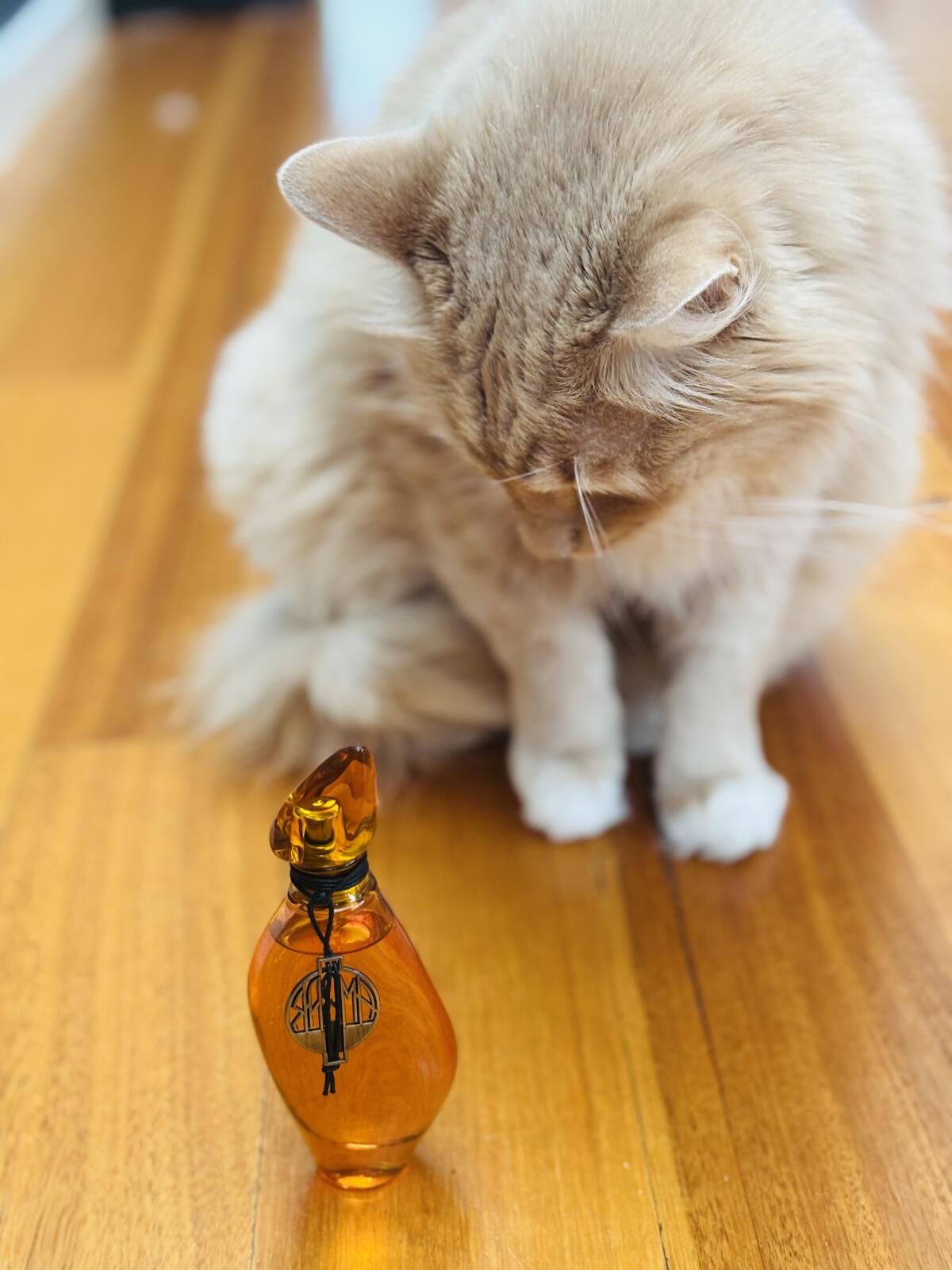 عطر ادکلن امبر جیسیس دل پوزو - Ambar Jesus Del Pozo - بررسی، قیمت و خرید