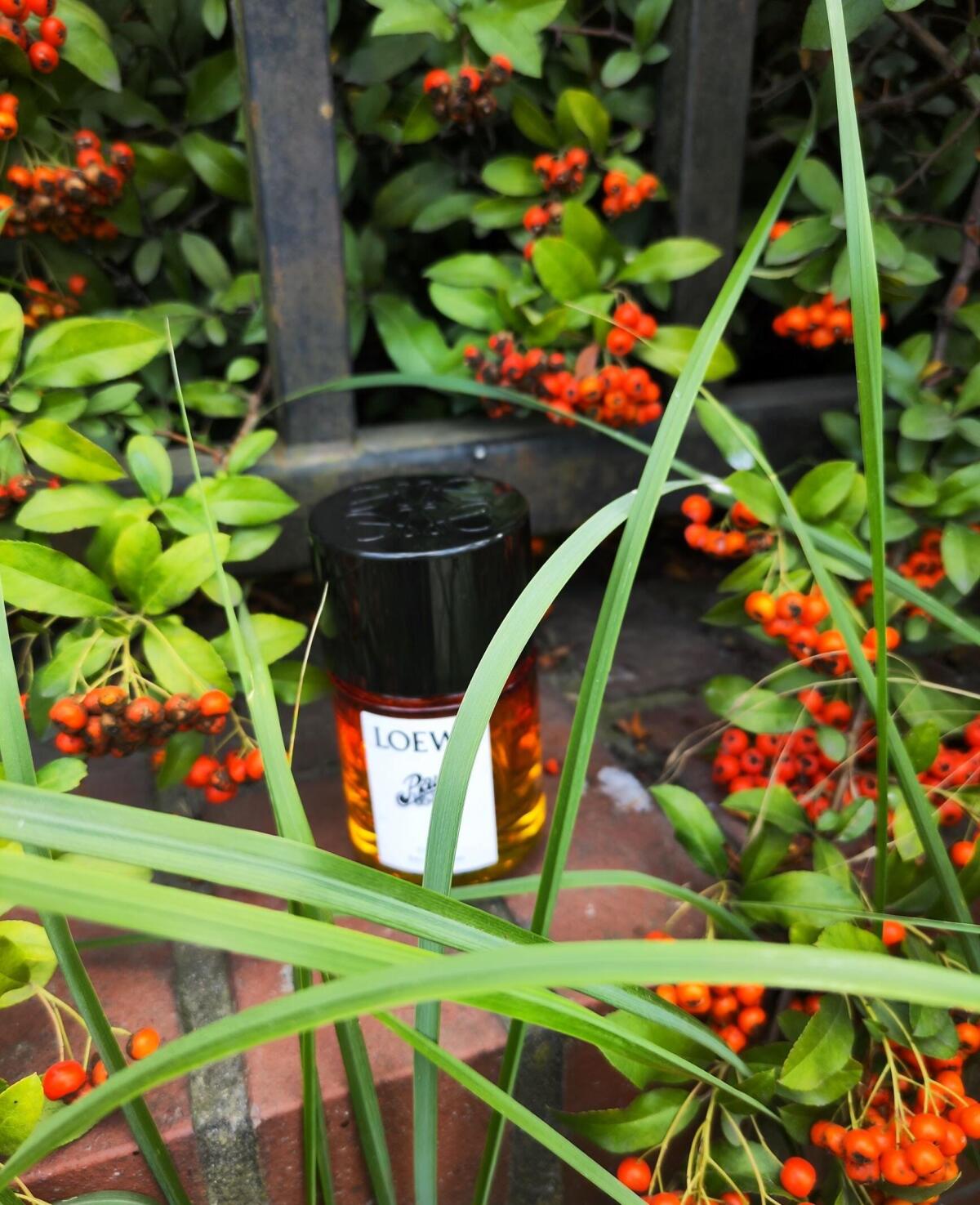 عطر ادکلن پائولاز ایبیزا کوزمیک لووه - Paula's Ibiza Cosmic Loewe - بررسی، قیمت و خرید