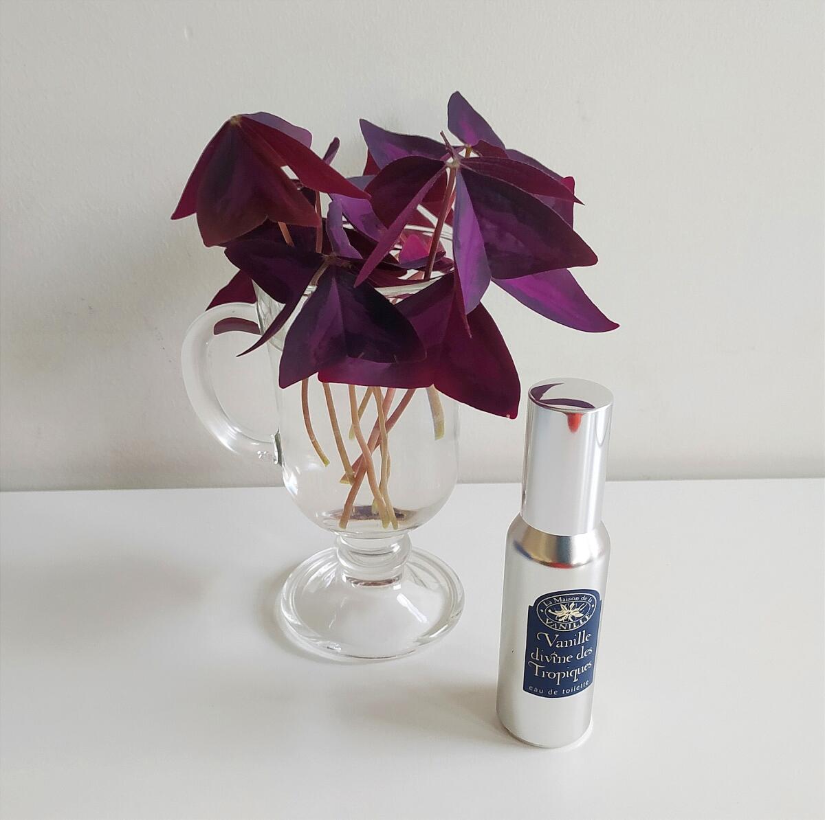 عطر ادکلن وانیل دیواین د تروپیک لا مزون دو لا وانیل - Vanille Divine des Tropiques La Maison de la Vanille - بررسی، قیمت و خرید