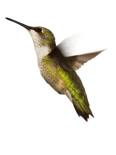 عطر ادکلن هات تنشن داینامیت پپر کوکای - Hot Tension Dynamit Pepper Kookai - بررسی، قیمت و خرید