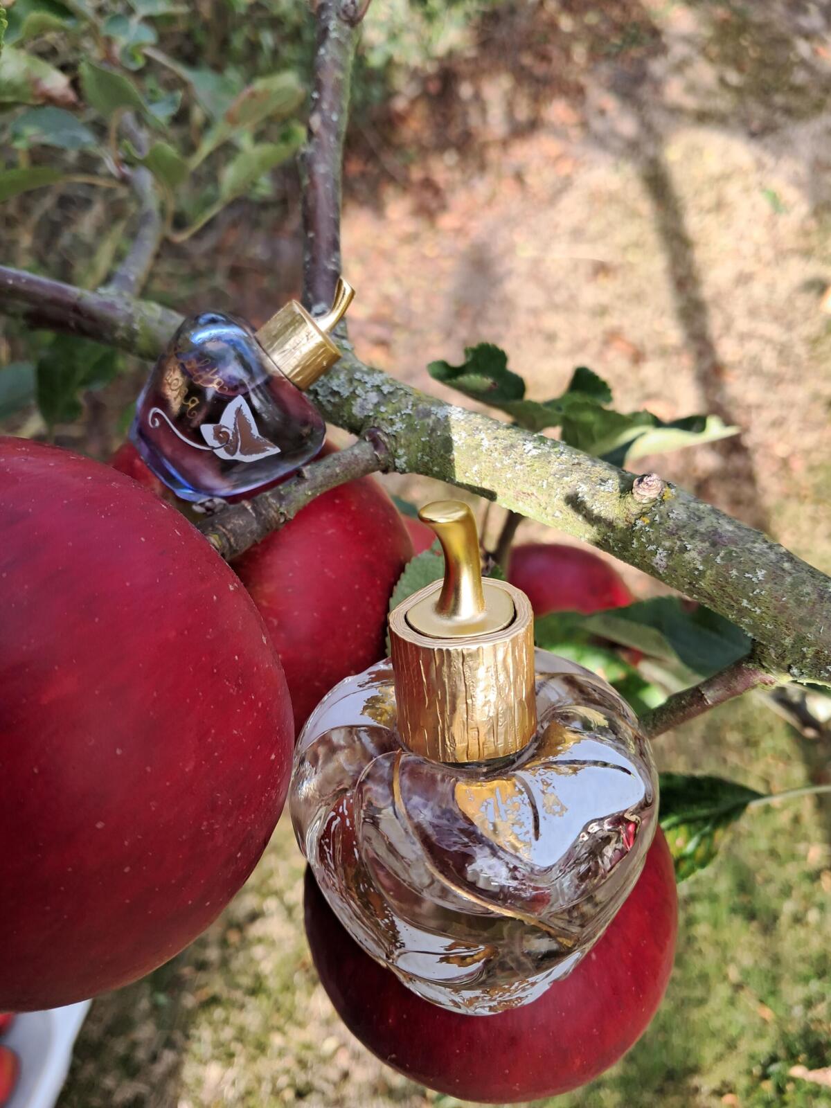 عطر ادکلن لولیتا لمپیکا ل پرمیه پارفوم او دو توالت (مرسور د آمور) لولیتا لمپیکا - Lolita Lempicka Le Premier Parfum Eau de Toilette (Morsure d'Amour) Lolita Lempicka - بررسی، قیمت و خرید