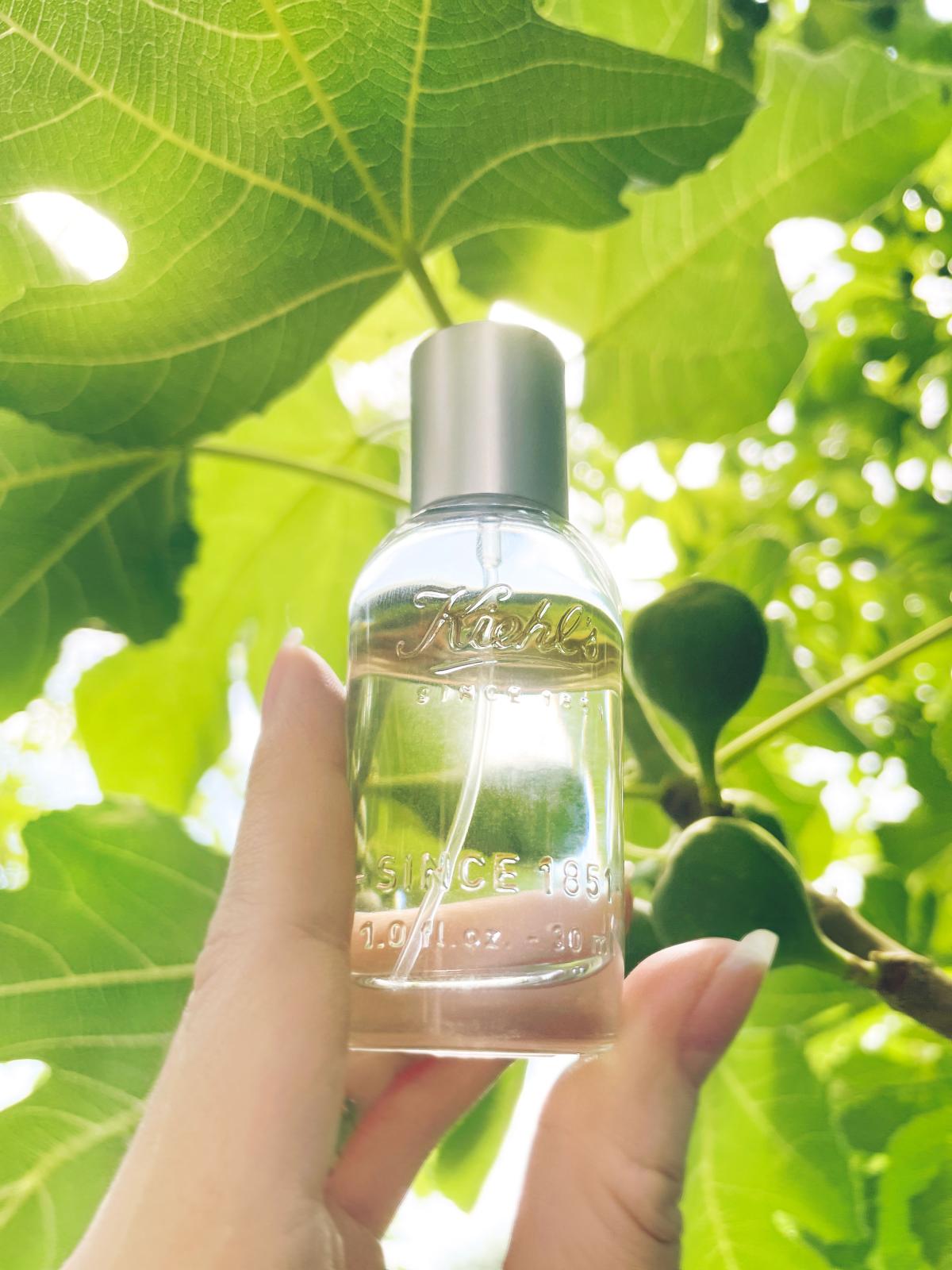 عطر ادکلن آروماتیک بلندز: فیک لیف اند سیج کیلز - Aromatic Blends: Fig Leaf & Sage Kiehl's - بررسی، قیمت و خرید