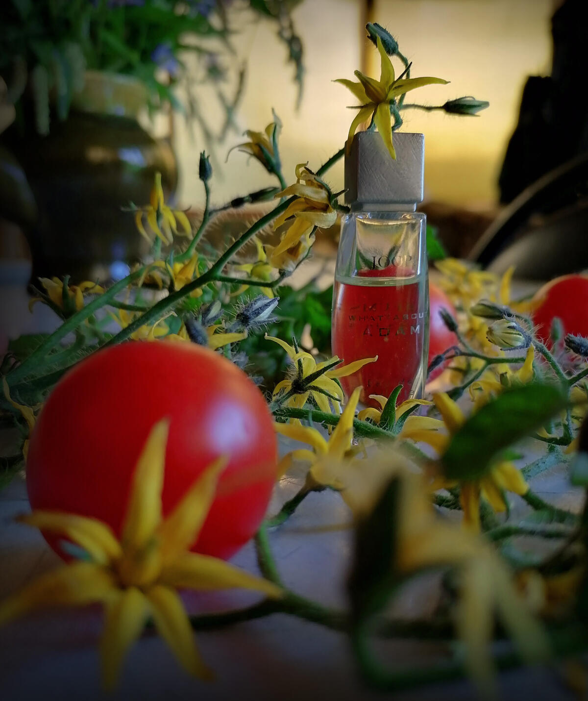 عطر ادکلن وات اباوْت آدام جوپ - What About Adam Joop! - بررسی، قیمت و خرید