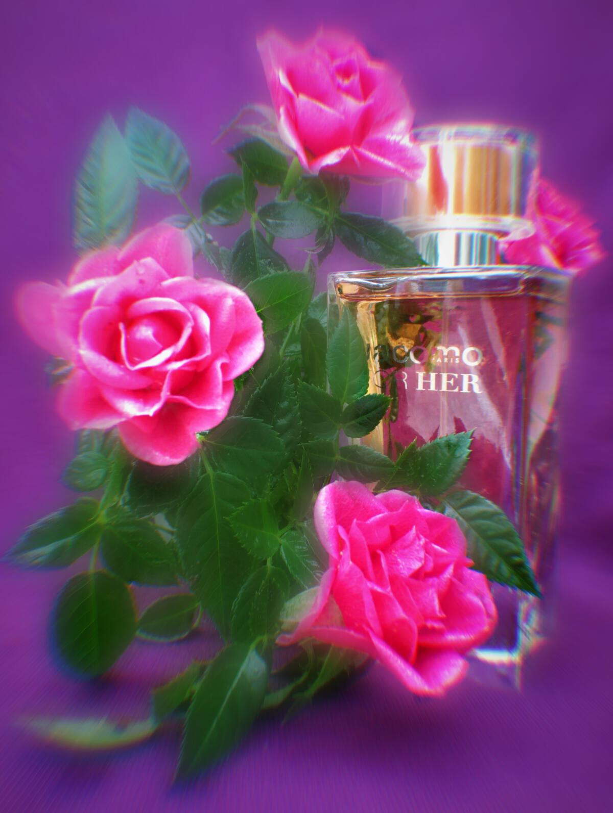 عطر ادکلن جاکومو فور هر ژاکومو - Jacomo for Her Jacomo - بررسی، قیمت و خرید