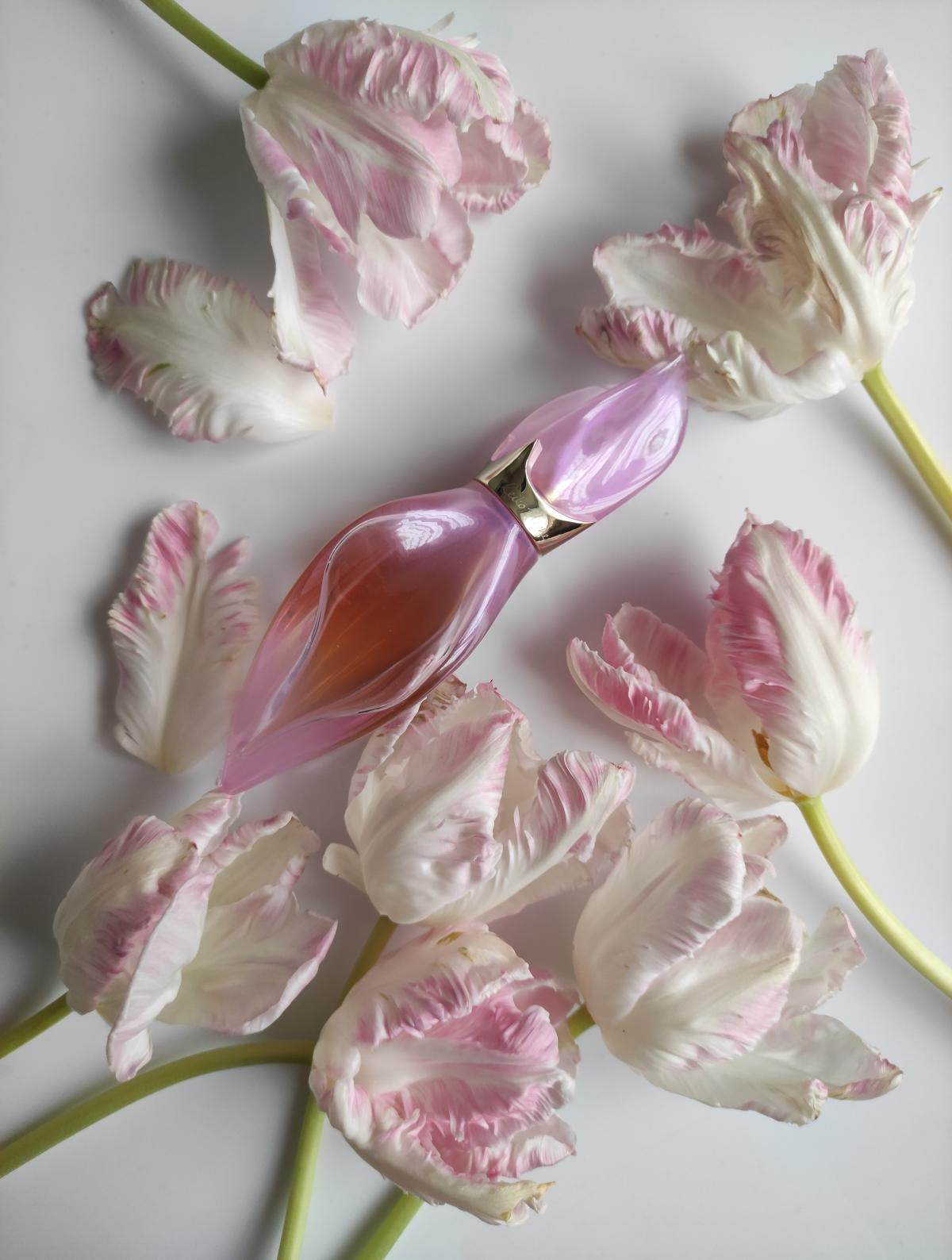 عطر ادکلن لوکوم او پودره کیکو میچری - Loukhoum Eau Poudree Keiko Mecheri - بررسی، قیمت و خرید