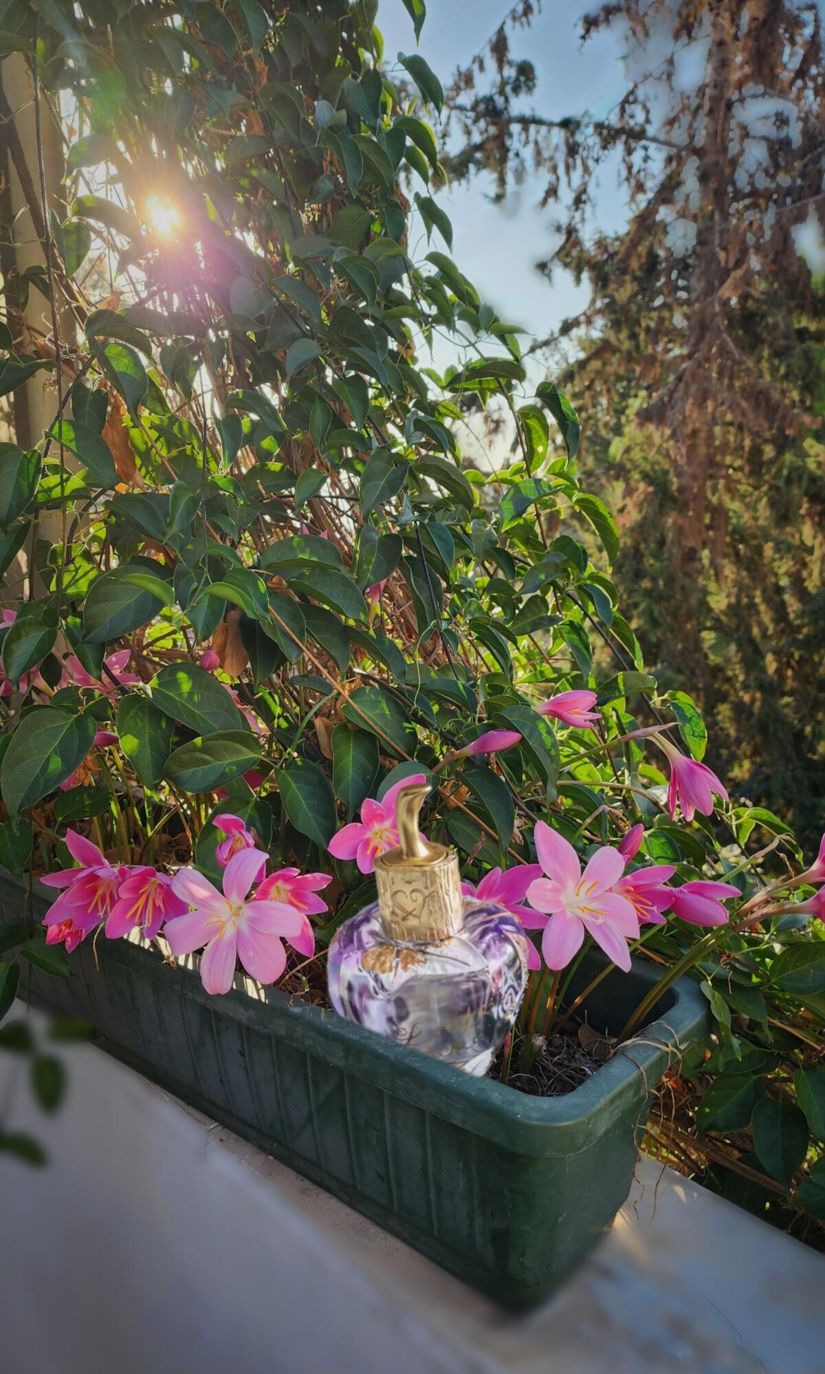 عطر ادکلن لولیتا لمپیکا لولیتا لمپیکا - Lolita Lempicka Lolita Lempicka - بررسی، قیمت و خرید