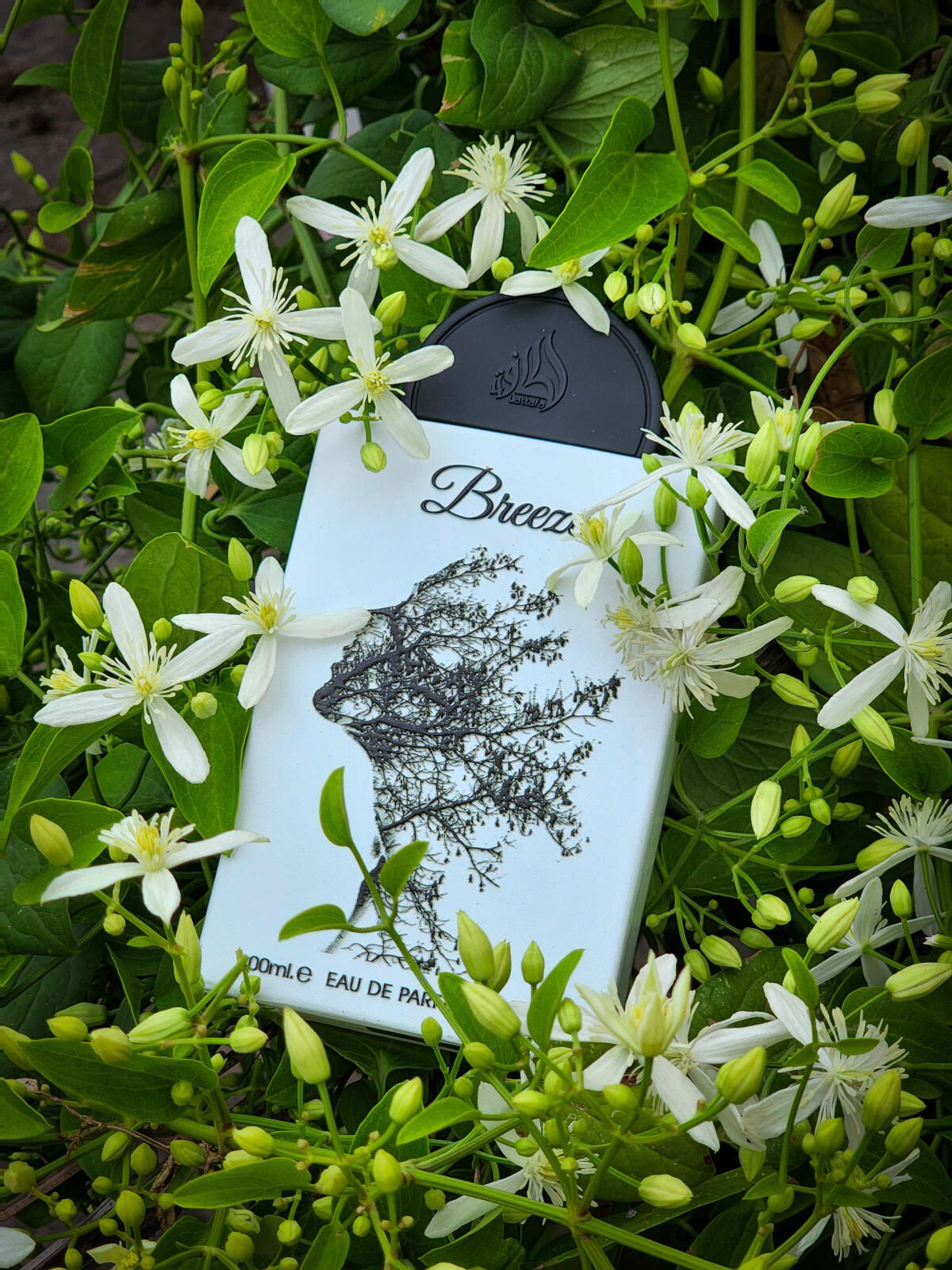 عطر ادکلن بریز لاتافا پرفیومز - Breeze Lattafa Perfumes - بررسی، قیمت و خرید