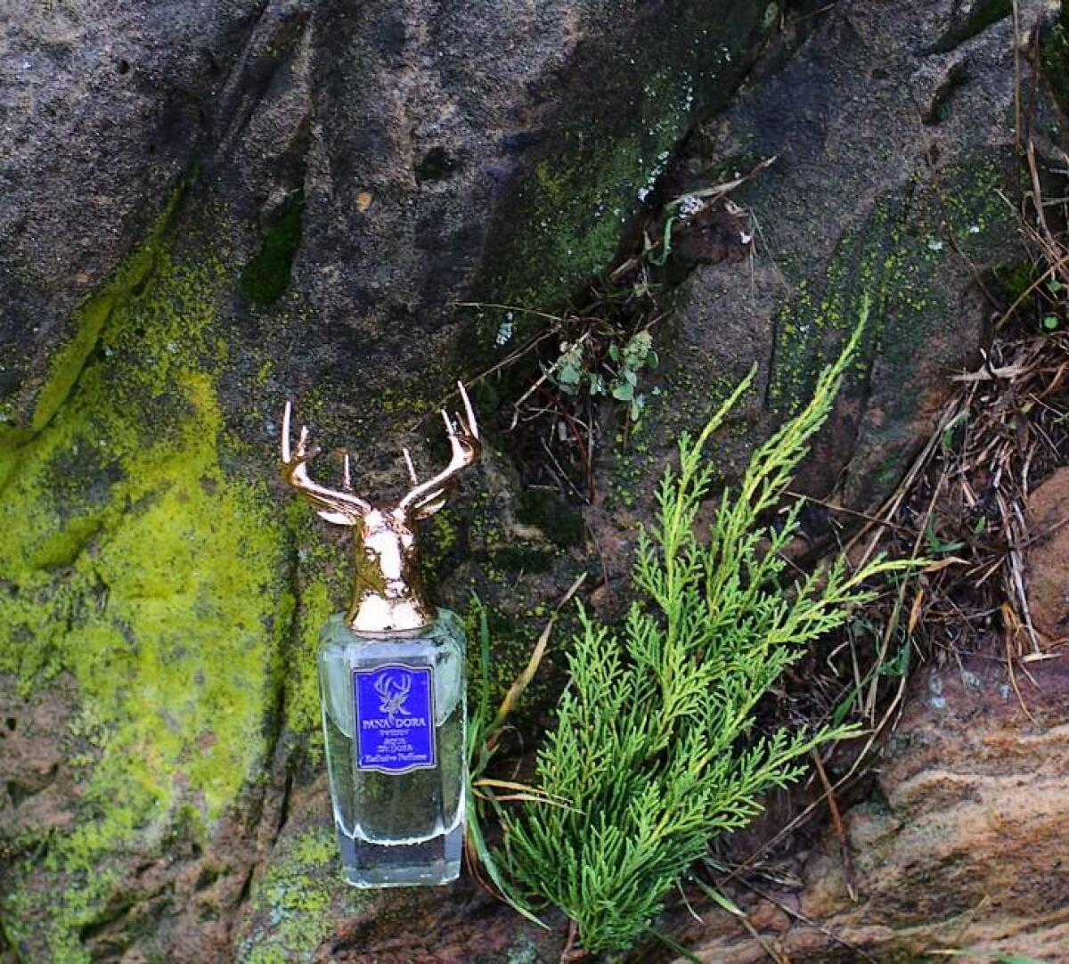 عطر ادکلن آکوا دی دورا پاندورا - Aqua de Dora Pana Dora - بررسی، قیمت و خرید