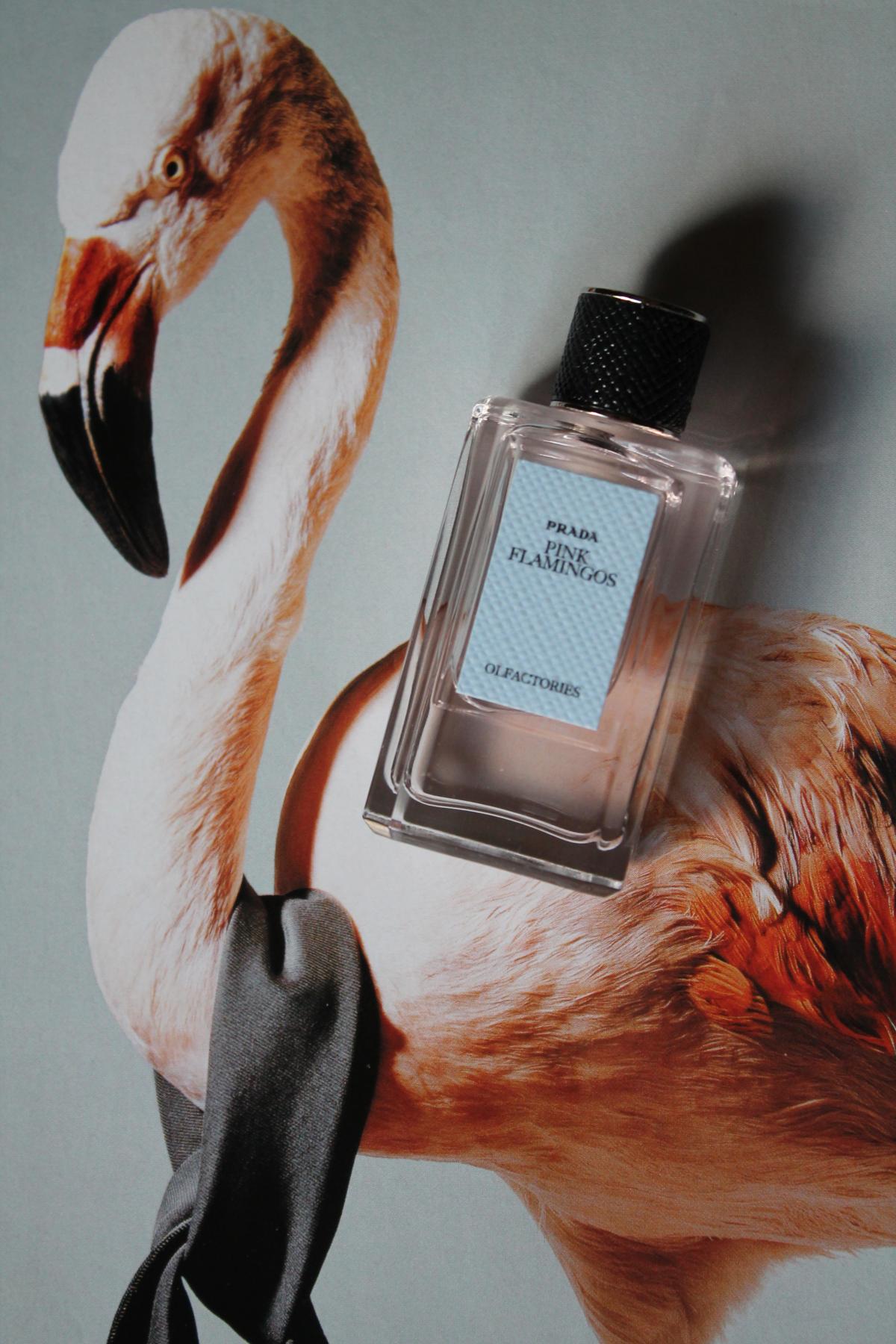 عطر ادکلن پینک فلامینگو پرادا - Pink Flamingos Prada - بررسی، قیمت و خرید