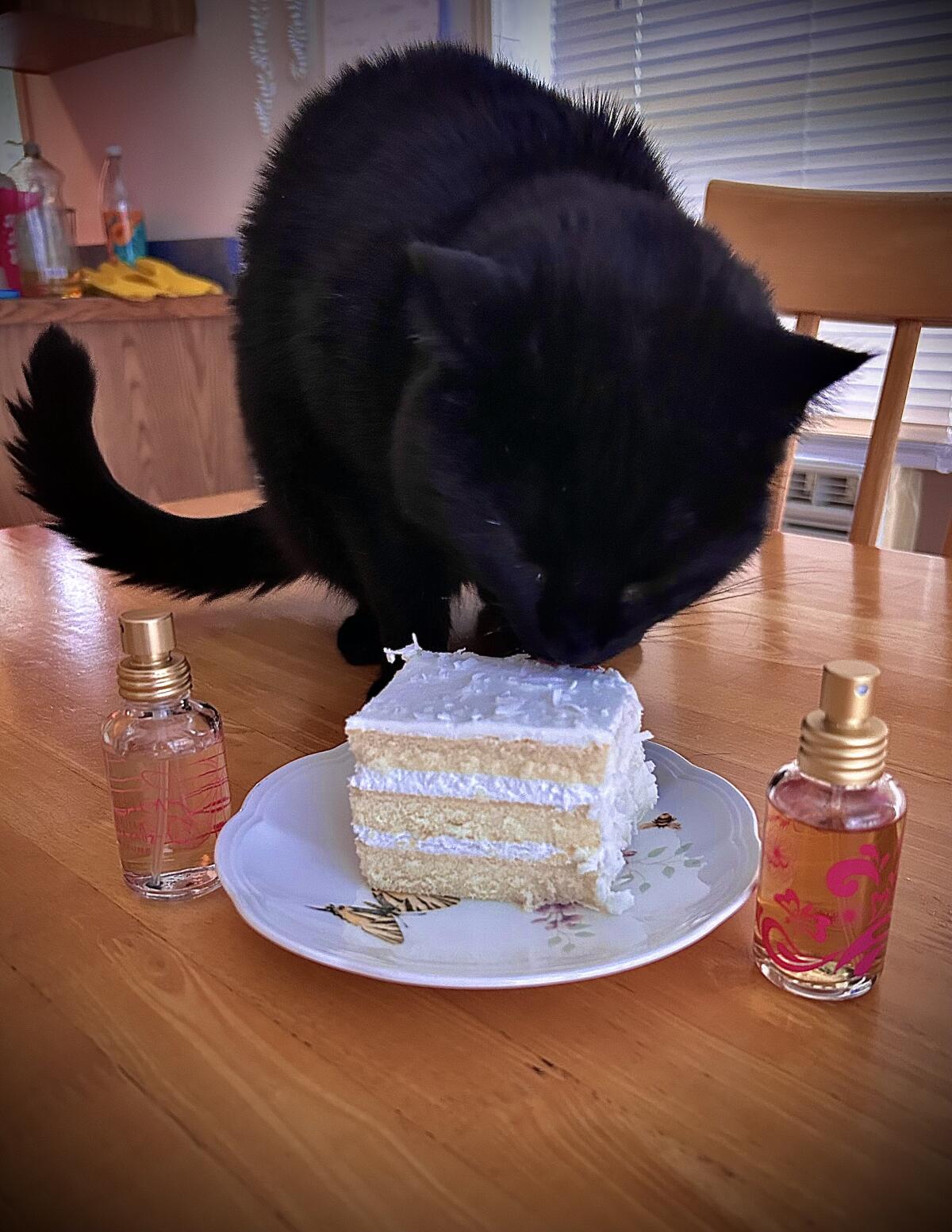 عطر ادکلن ونیلّا ورا کروز پسیفیکا - Vanilla Vera Cruz Pacifica - بررسی، قیمت و خرید