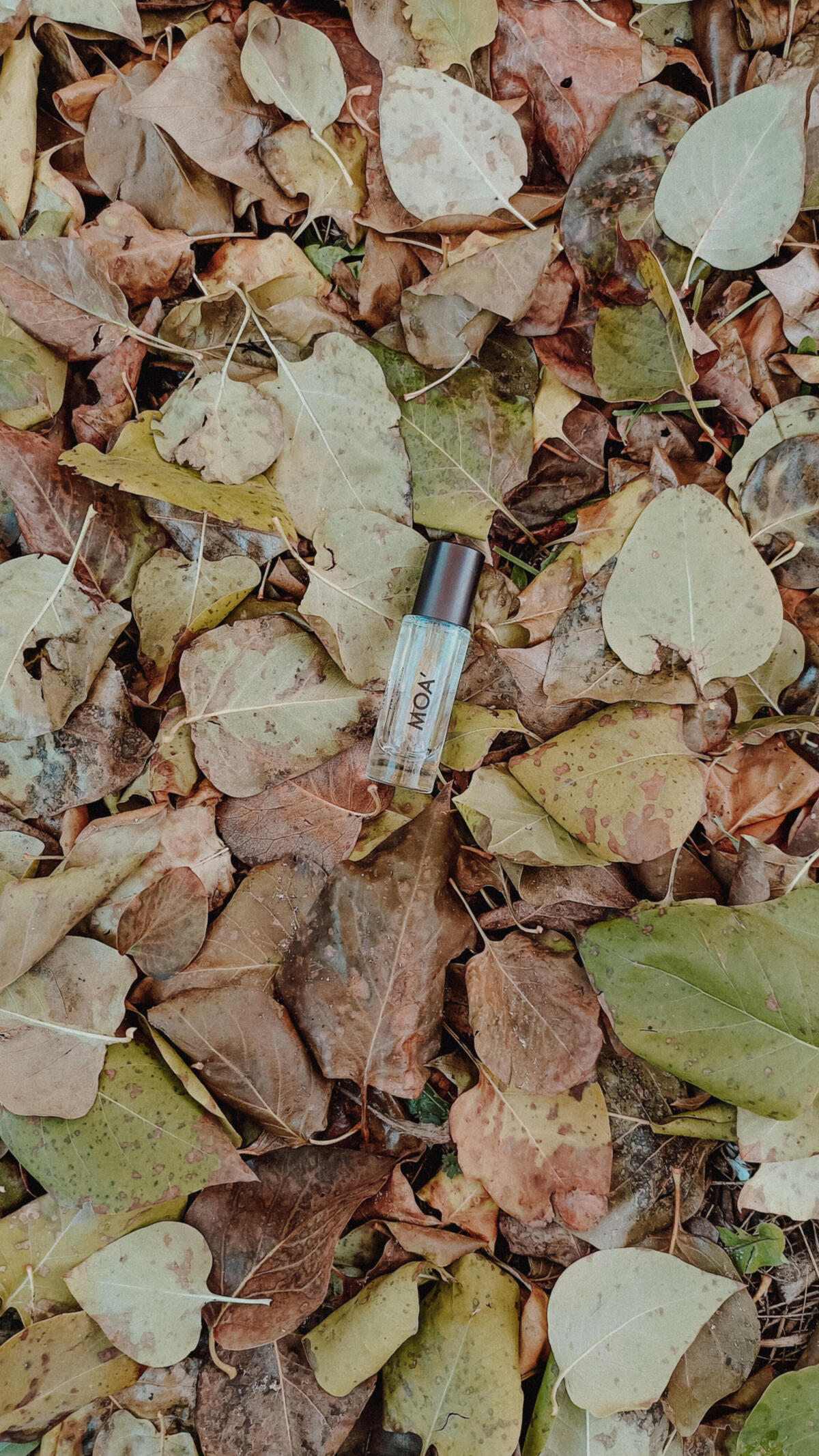 عطر ادکلن موا میرکو بوفینی فیرنزه - Moa' Mirko Buffini Firenze - بررسی، قیمت و خرید