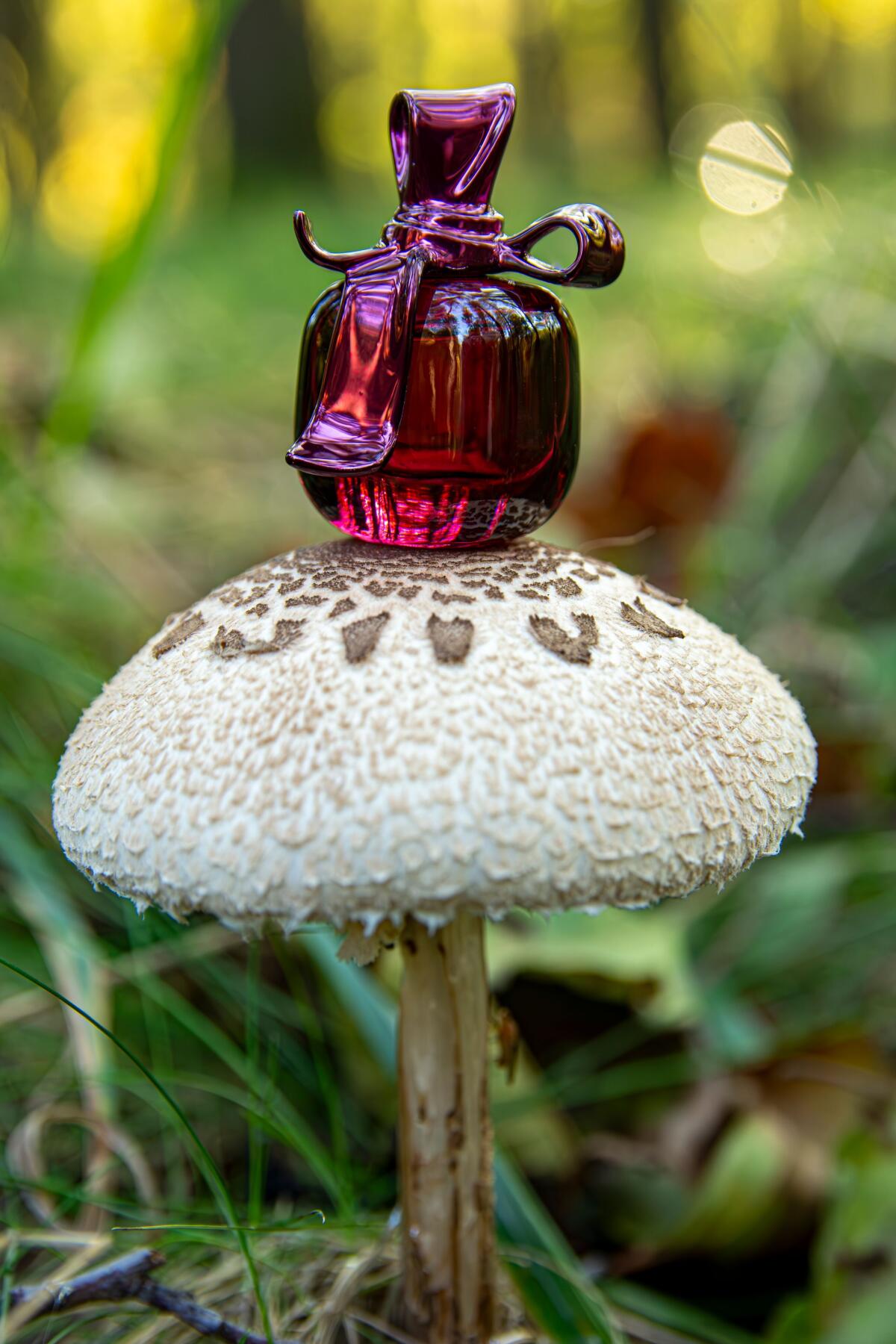 عطر ادکلن ریچی ریچی نینا ریچی - Ricci Ricci Nina Ricci - بررسی، قیمت و خرید