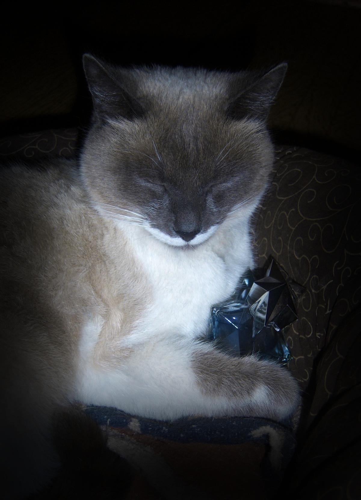 عطر ادکلن انجل مجیک استار موگلر - Angel Magic Star Mugler - بررسی، قیمت و خرید